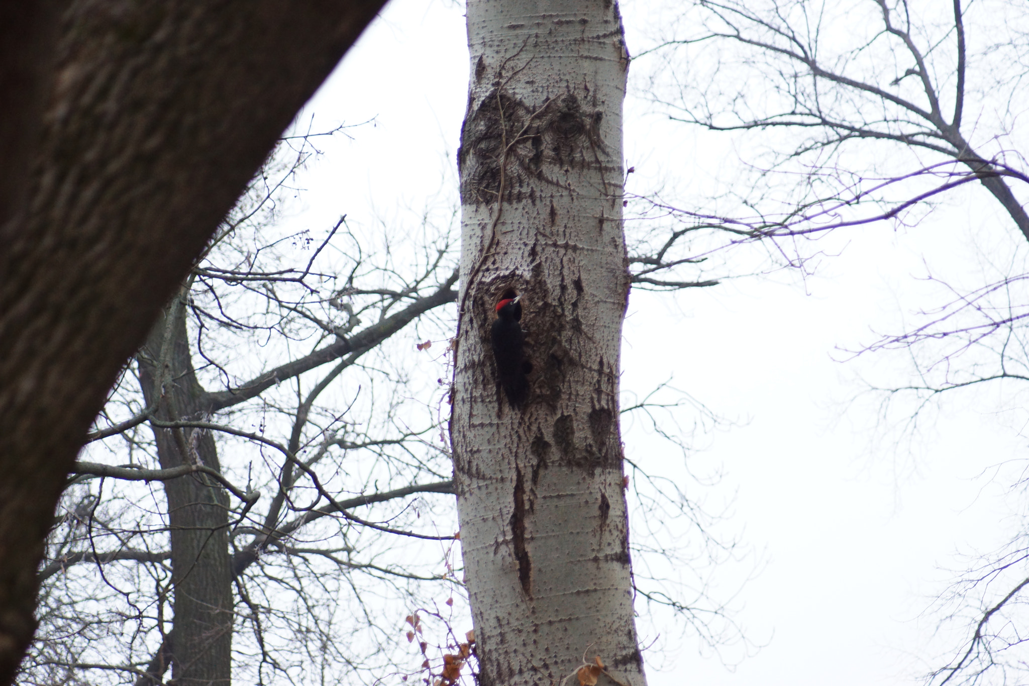 Sony SLT-A65 (SLT-A65V) + Minolta AF 70-210mm F4.5-5.6 [II] sample photo. Wood pecker home  photography