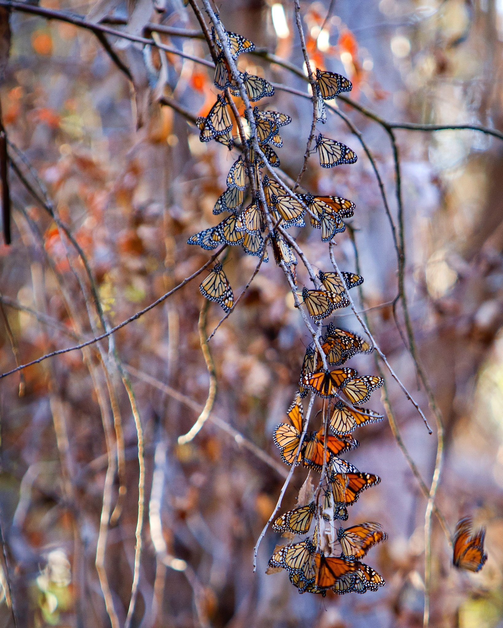 Canon EOS 7D sample photo. Monarch butterflies from a grove in santa barbara, ca. photography