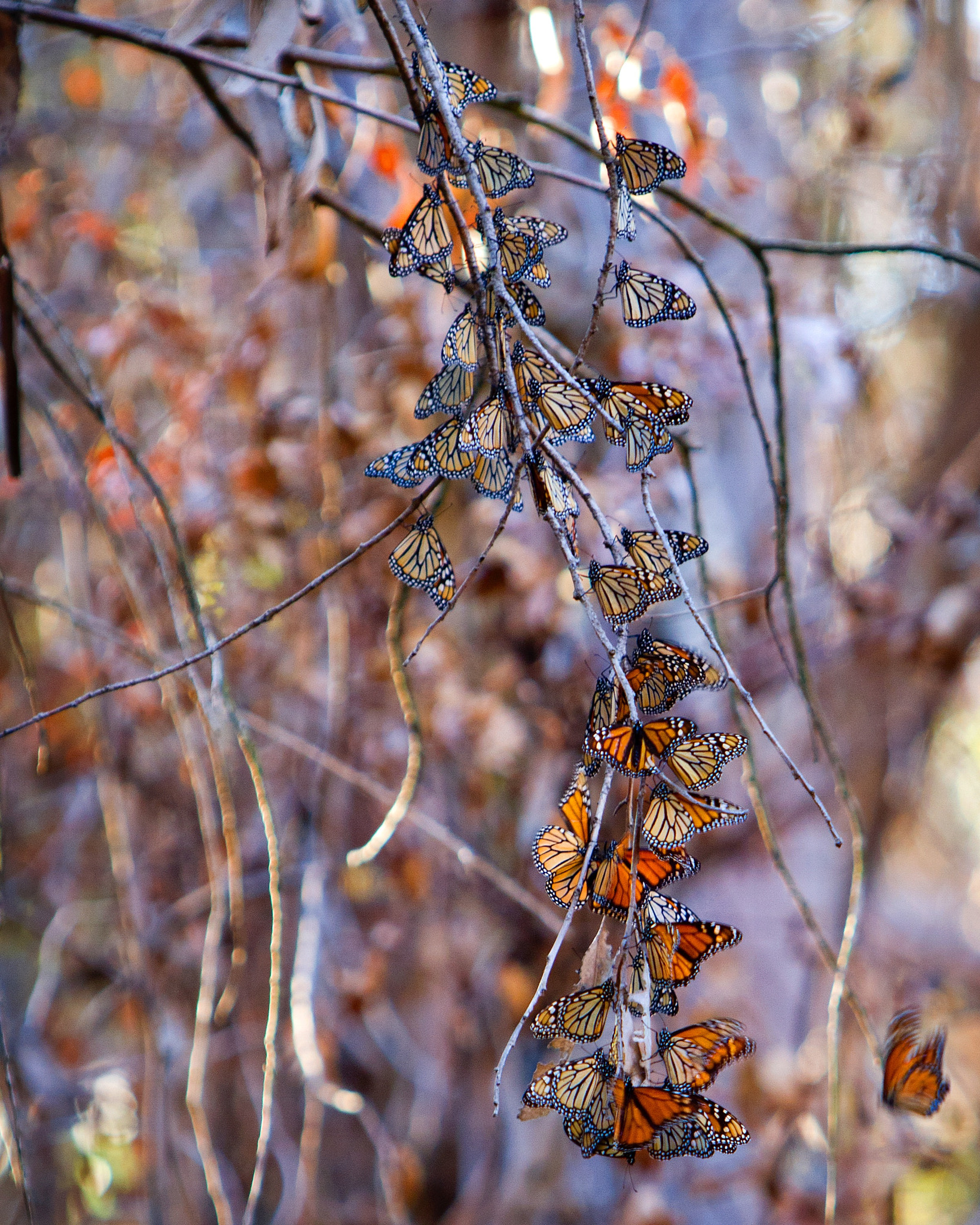 Canon EF 70-200mm F2.8L IS USM sample photo. Monarch butterflies from a grove in santa barbara, ca. photography