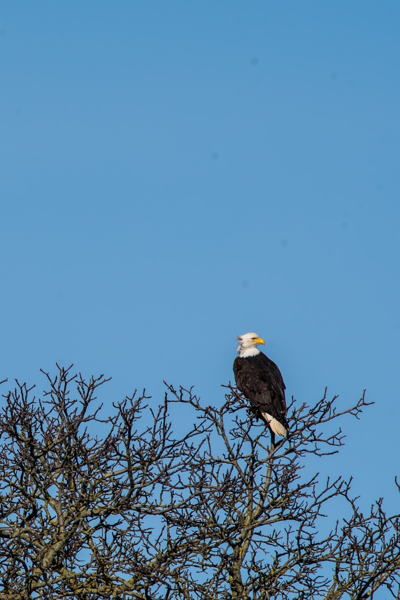 Sigma 150-600mm F5-6.3 DG OS HSM | C sample photo. Eagle photography