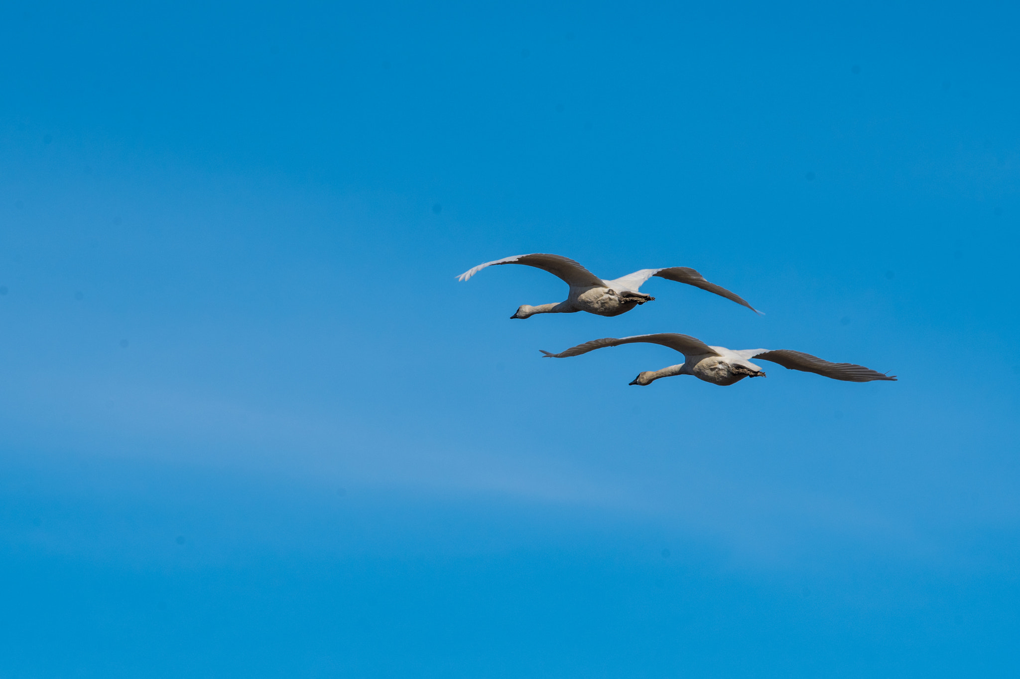 Sigma 150-600mm F5-6.3 DG OS HSM | C sample photo. Trumpeter swans - skagit valley, wa photography