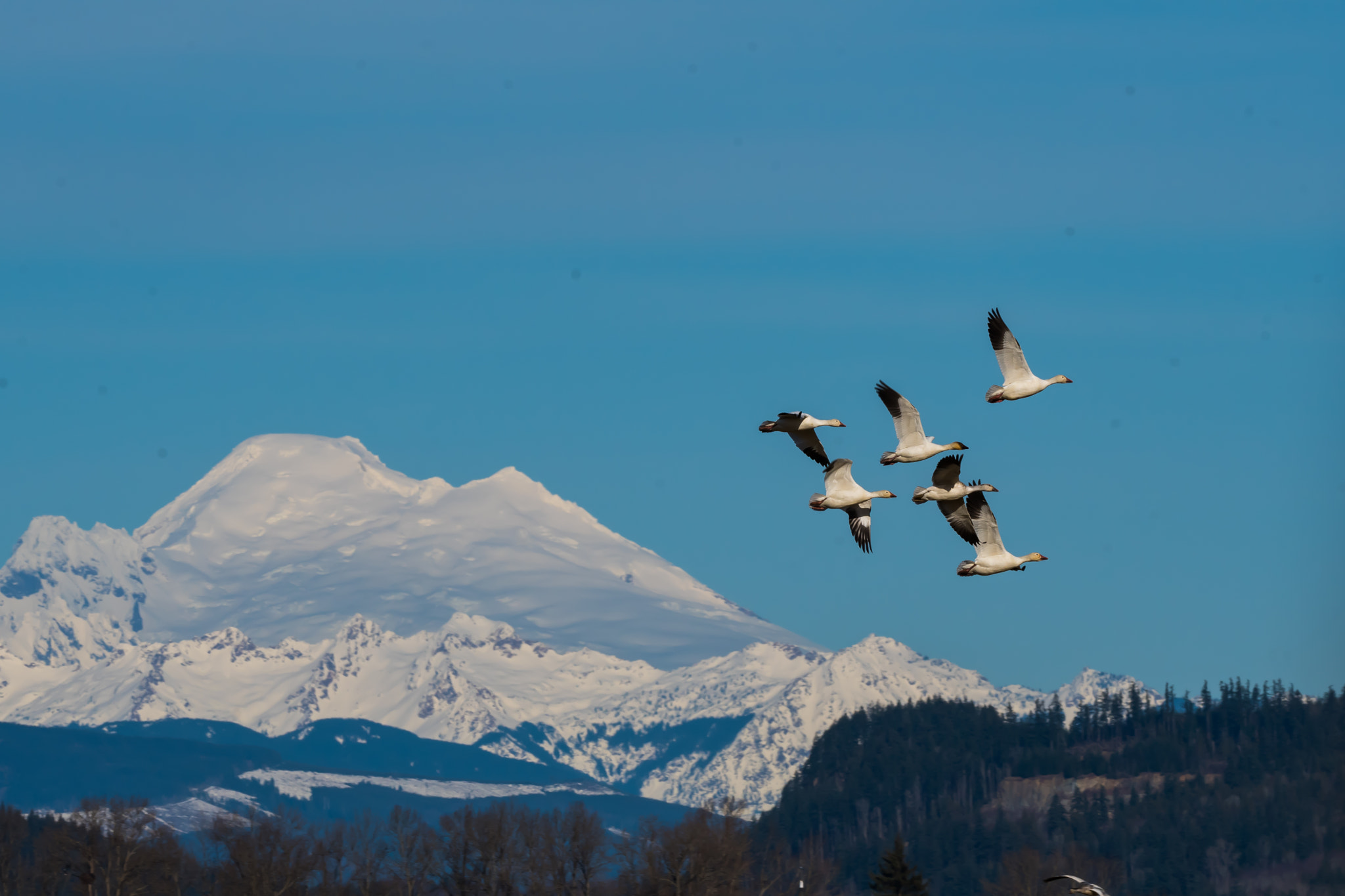 Sigma 150-600mm F5-6.3 DG OS HSM | C sample photo. Trumpeter swans - skagit valley, wa photography