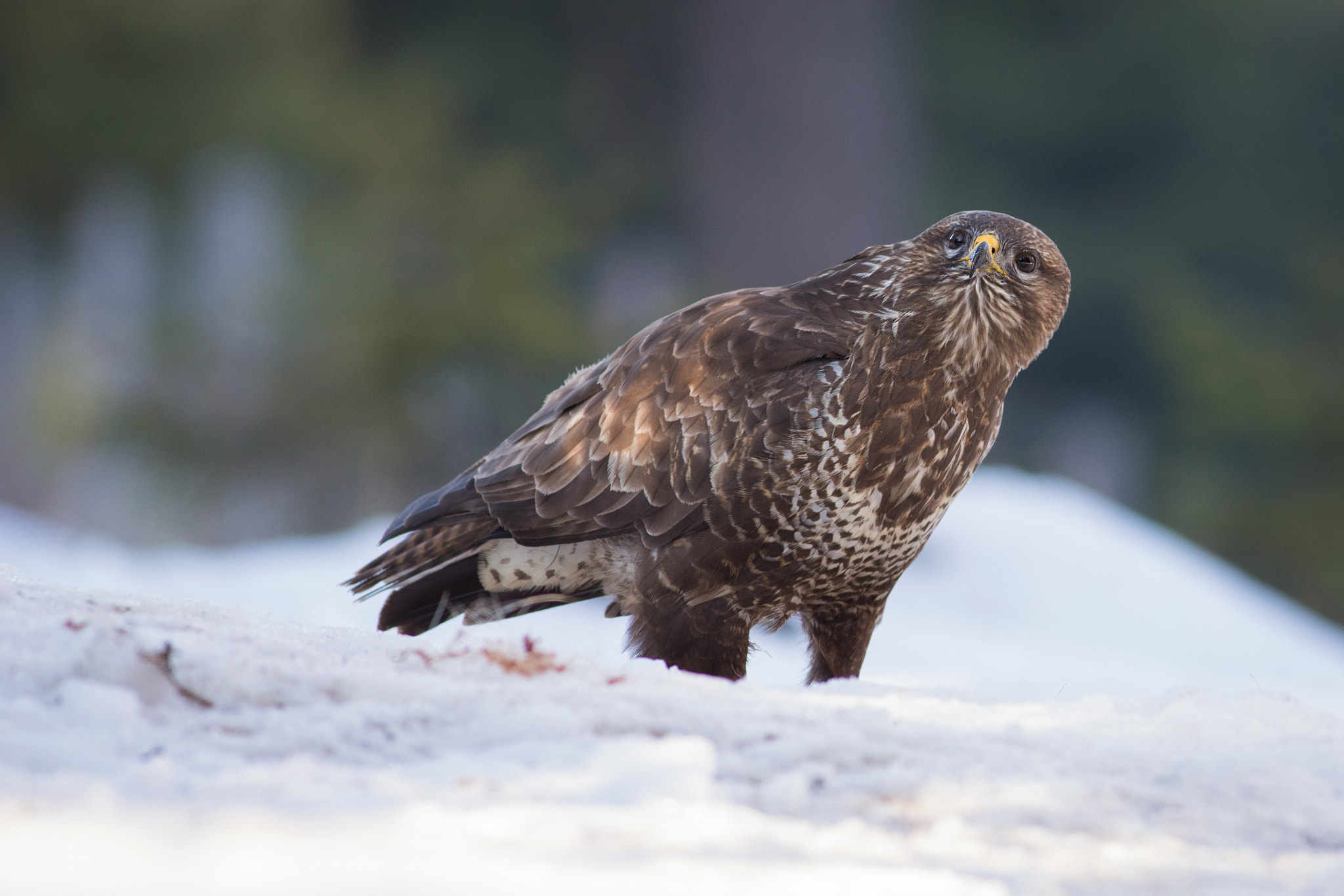 Canon EF 400mm F5.6L USM sample photo. Káně lesní (buteo buteo)

 photography