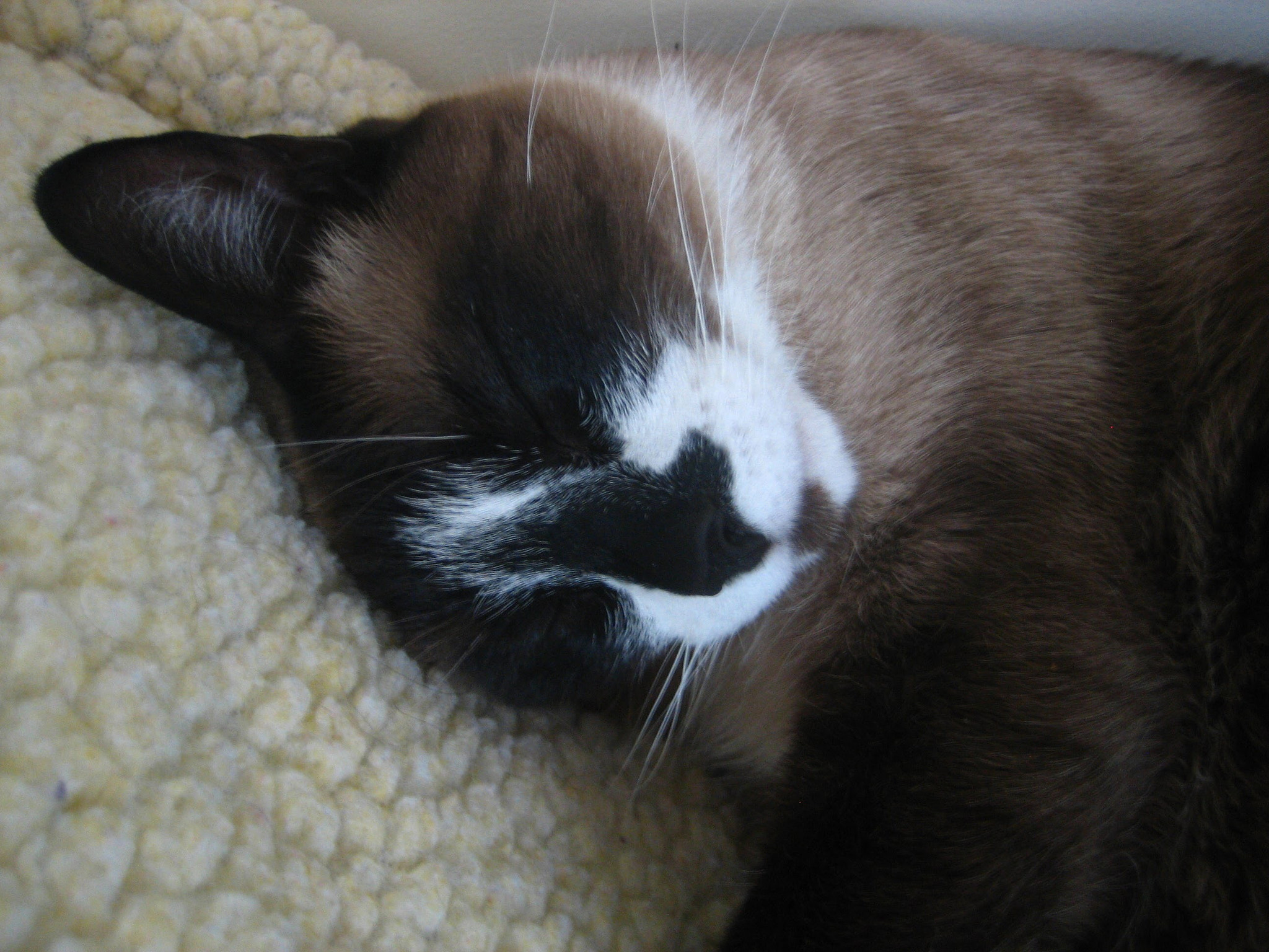 Canon POWERSHOT SD450 sample photo. My snowshoe siamese photography