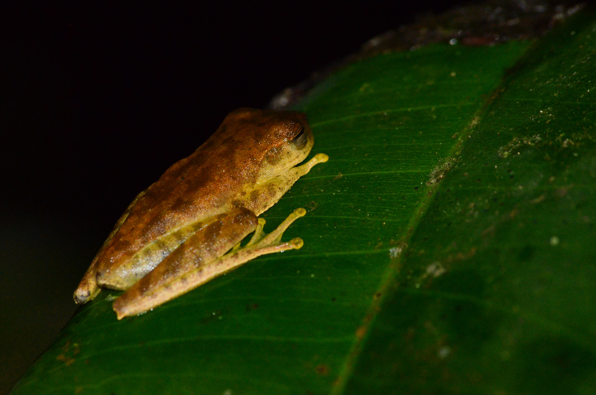 Sigma 70-300mm F4-5.6 APO DG Macro sample photo. The dream of the frog photography