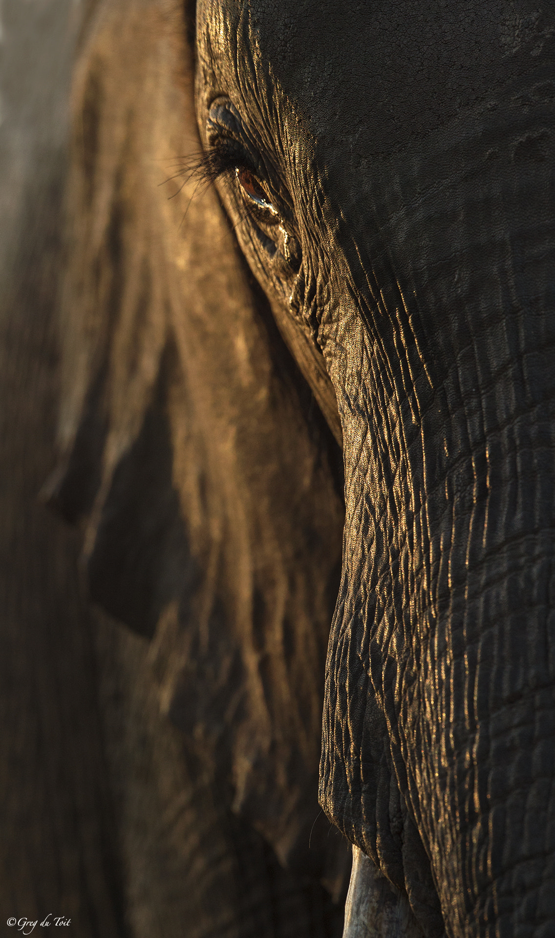 Nikon D4S sample photo. Portrait of elephant photography