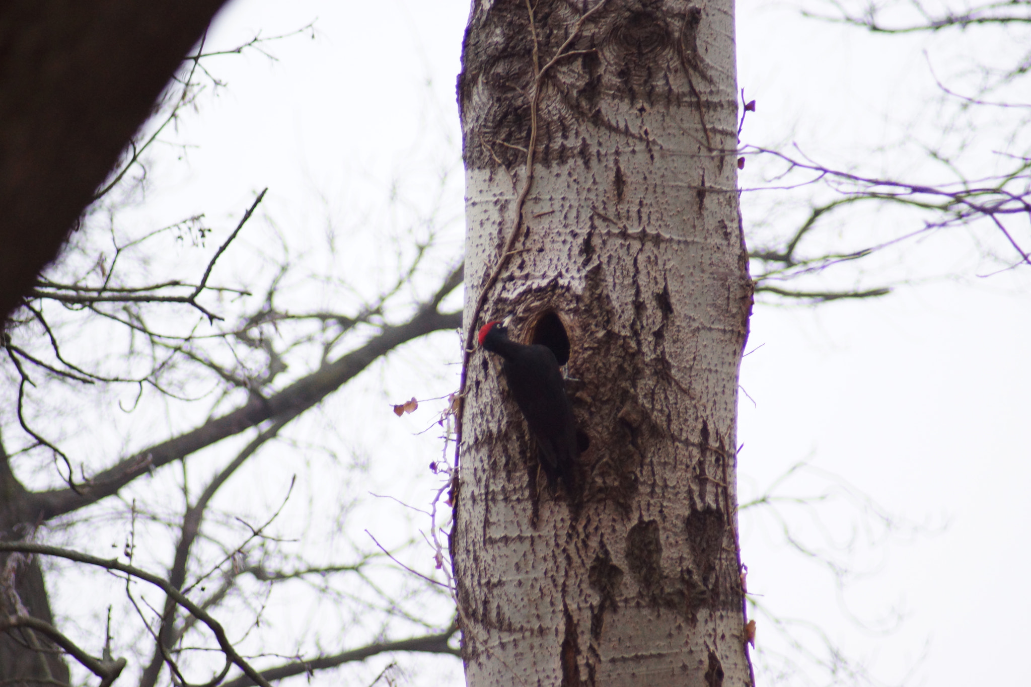 Sony SLT-A65 (SLT-A65V) + Minolta AF 70-210mm F4.5-5.6 [II] sample photo. Woodpecker hole photography