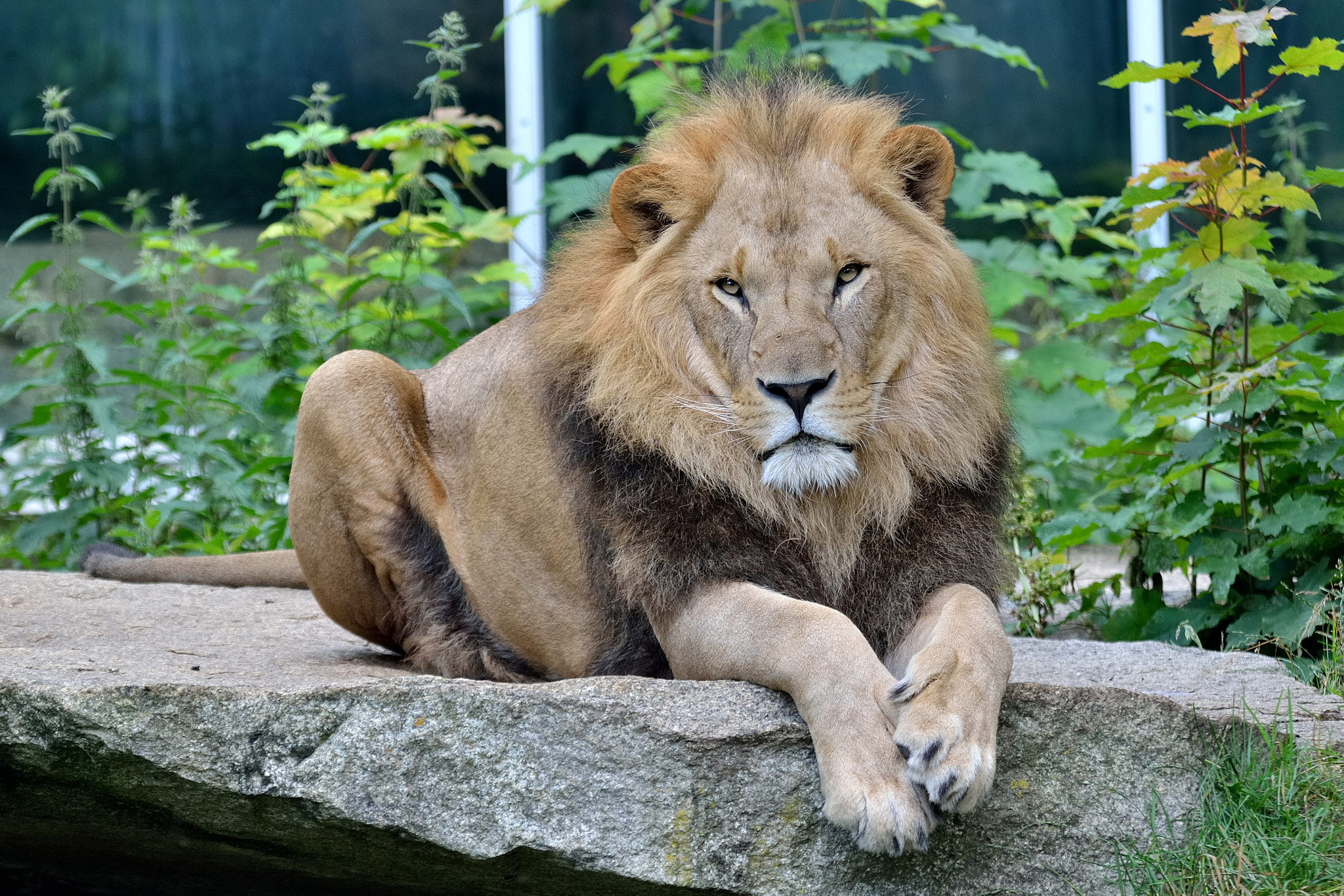 Nikon D7000 + Sigma 80-400mm F4.5-5.6 EX OS sample photo. A lion called max photography