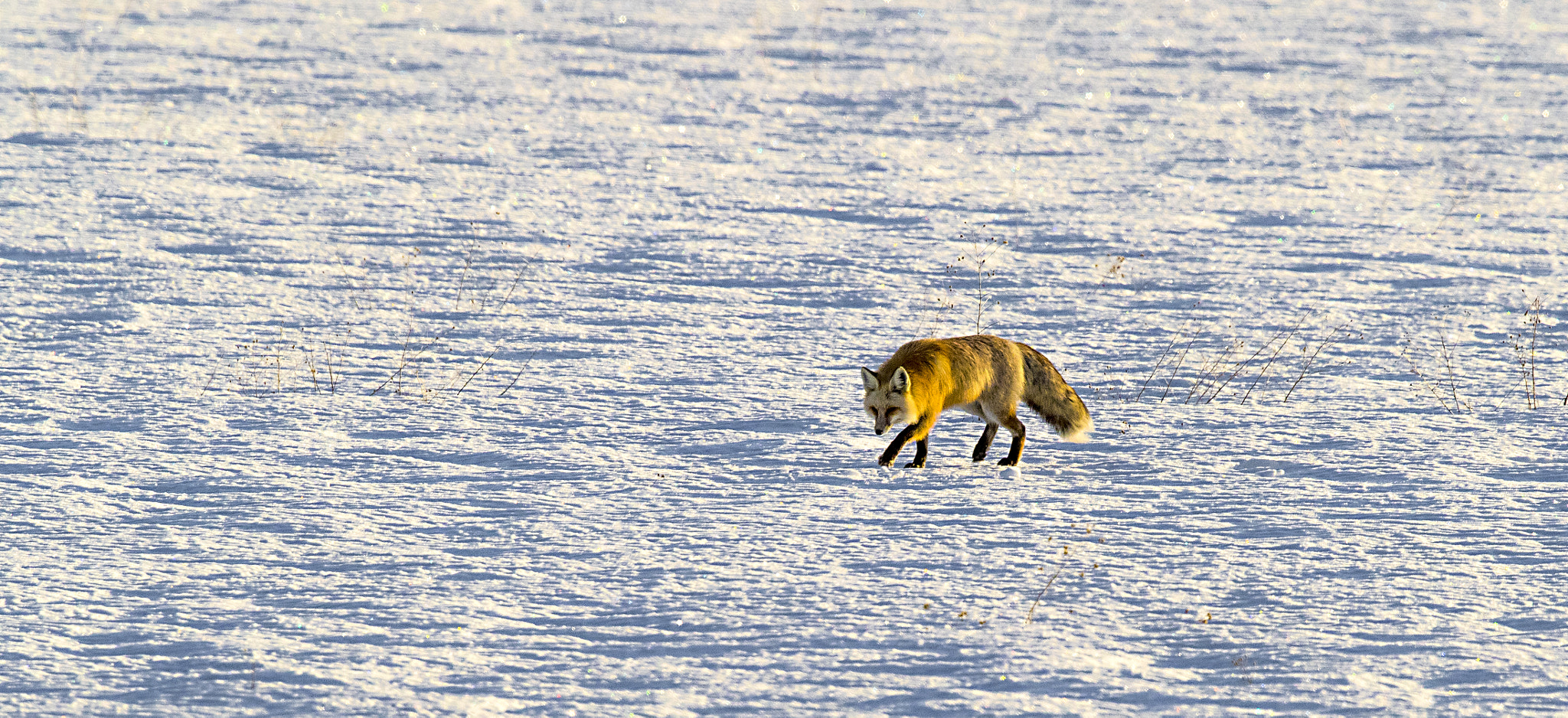 Canon EOS-1D X Mark II + Canon EF 600mm F4L IS II USM sample photo. Red fox photography