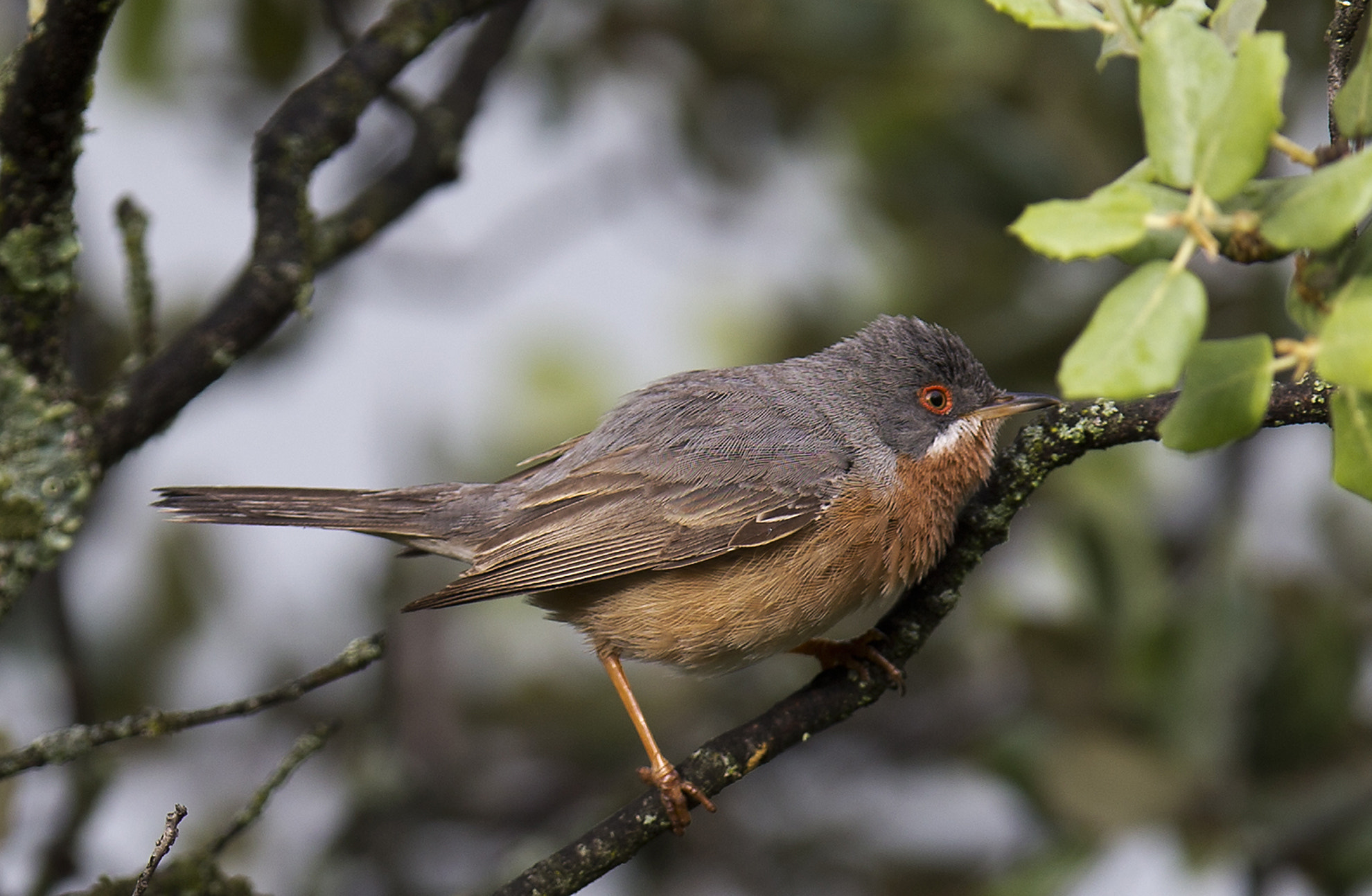 Canon EF 400mm F2.8L IS II USM sample photo. Hvidskæget sanger photography