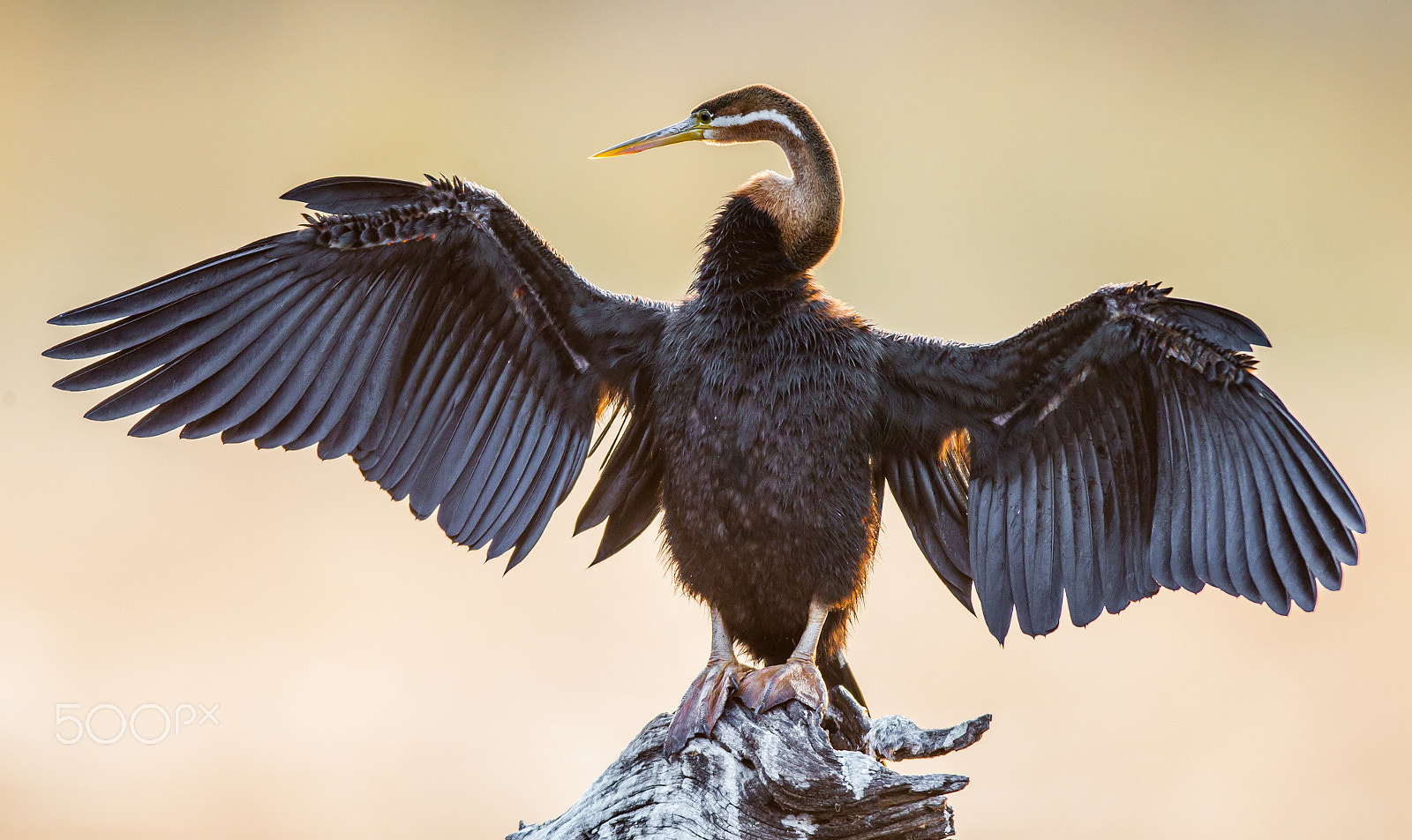 Canon EF 600mm f/4L IS sample photo. Drying out photography