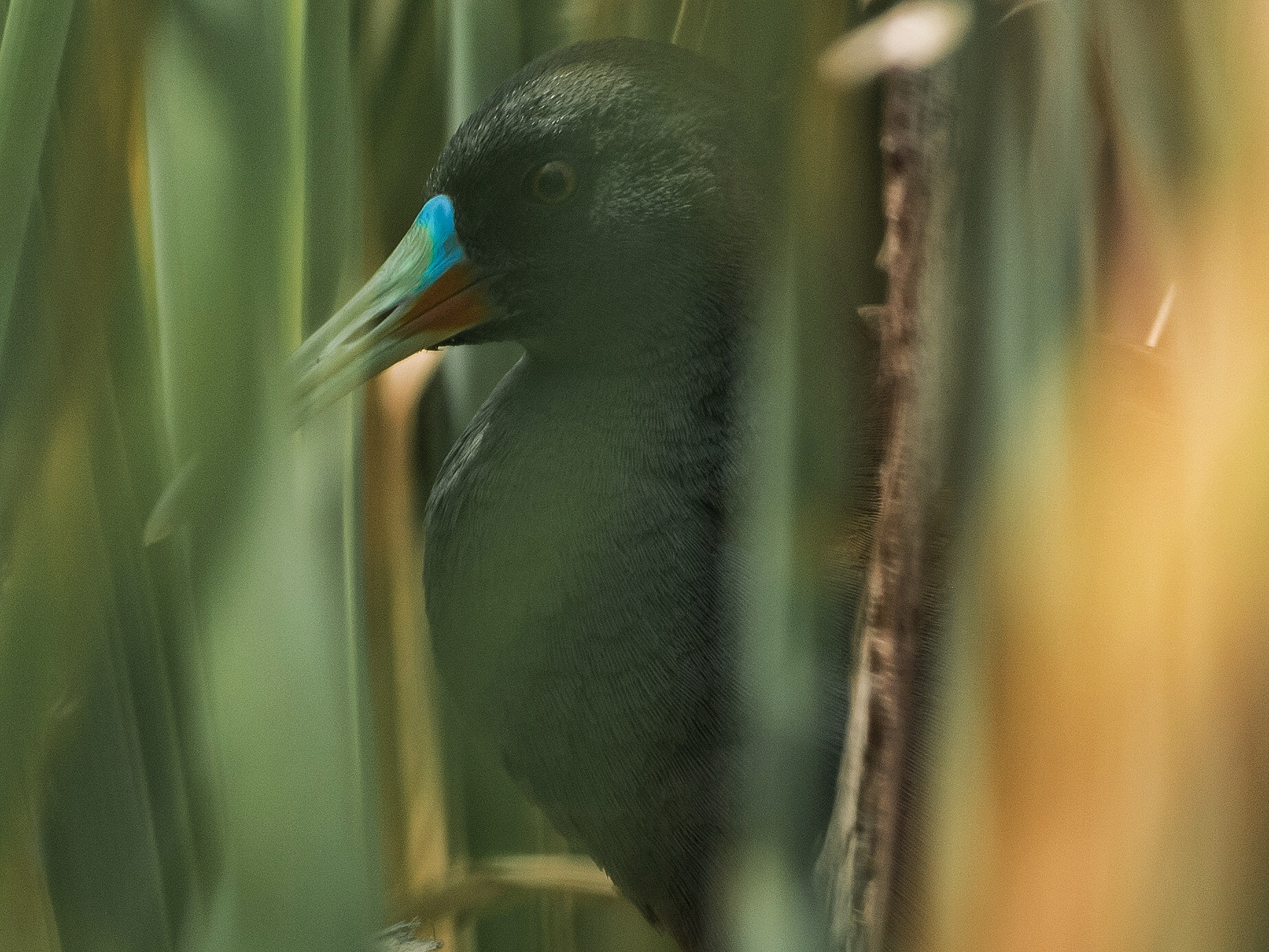 Olympus OM-D E-M5 II + OLYMPUS M.300mm F4.0 sample photo. Hiden colores photography