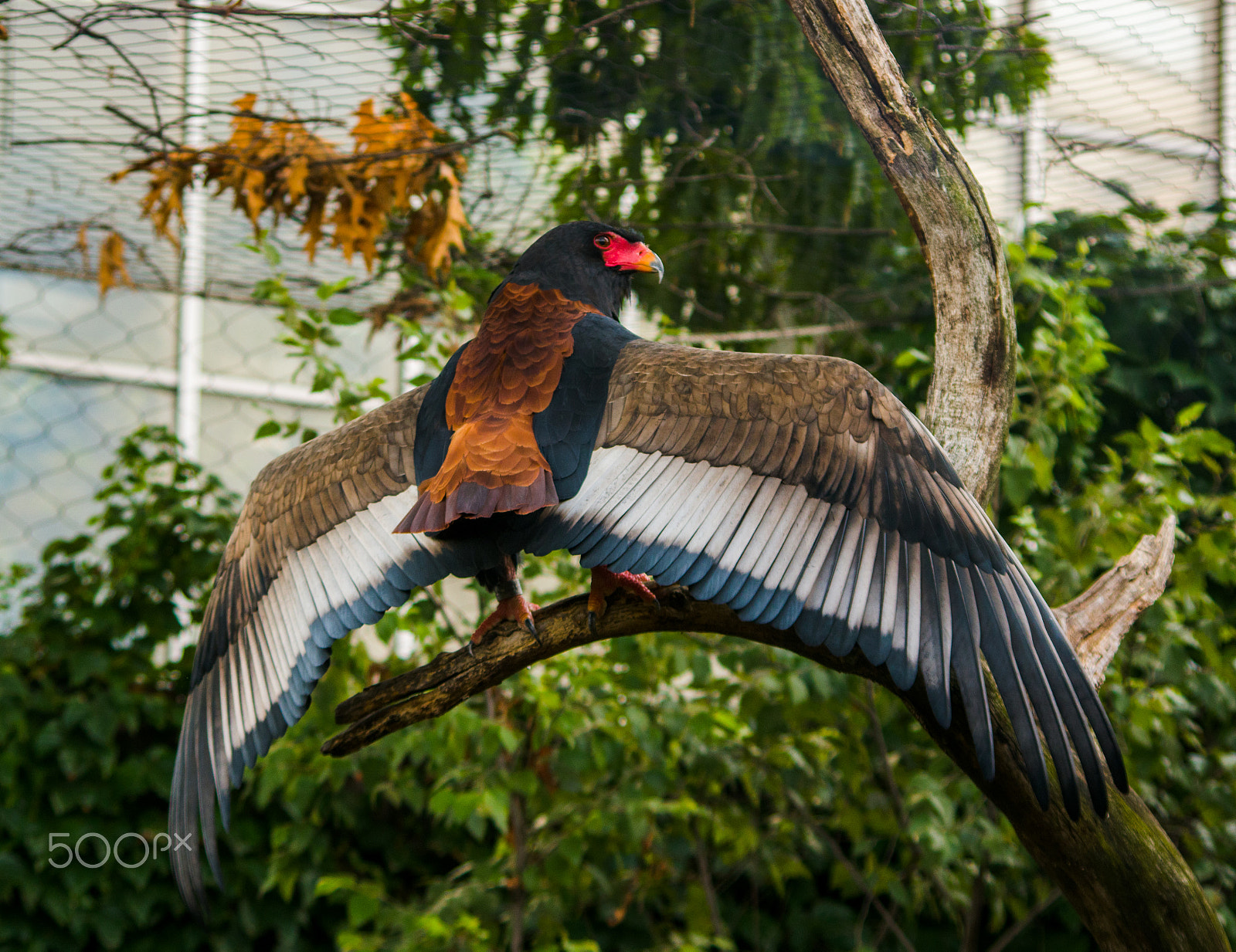 smc PENTAX-DA L 55-300mm F4-5.8 ED sample photo. Spread wide photography
