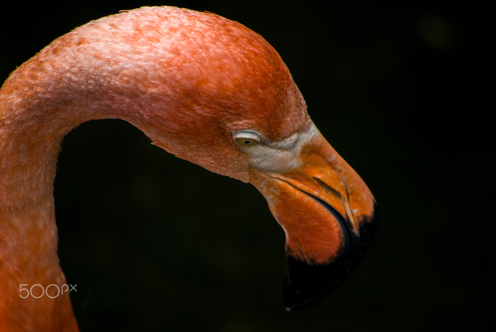 Pentax K-3 II sample photo. Shy flamingo photography