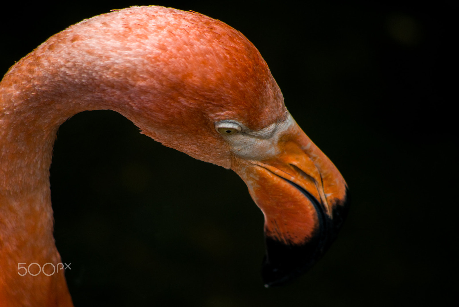 smc PENTAX-DA L 55-300mm F4-5.8 ED sample photo. Shy flamingo photography