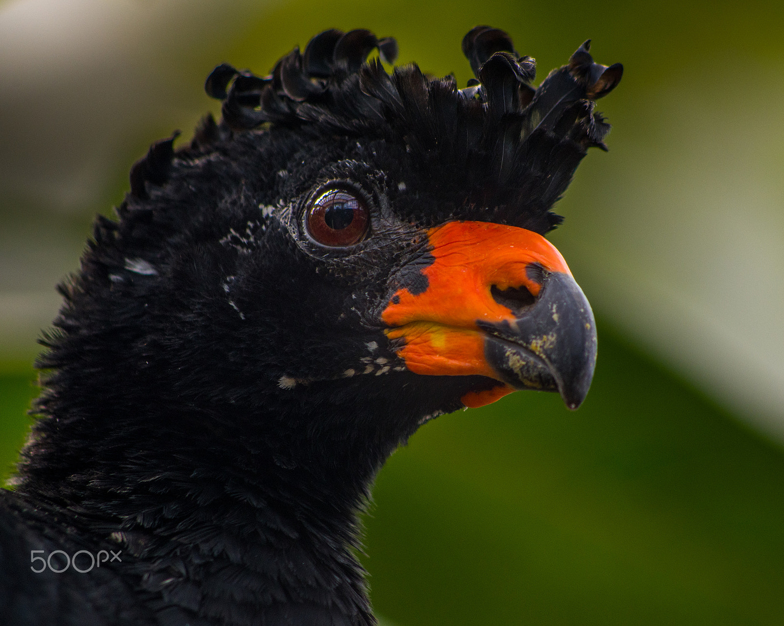 smc PENTAX-DA L 55-300mm F4-5.8 ED sample photo. Head full of curls photography