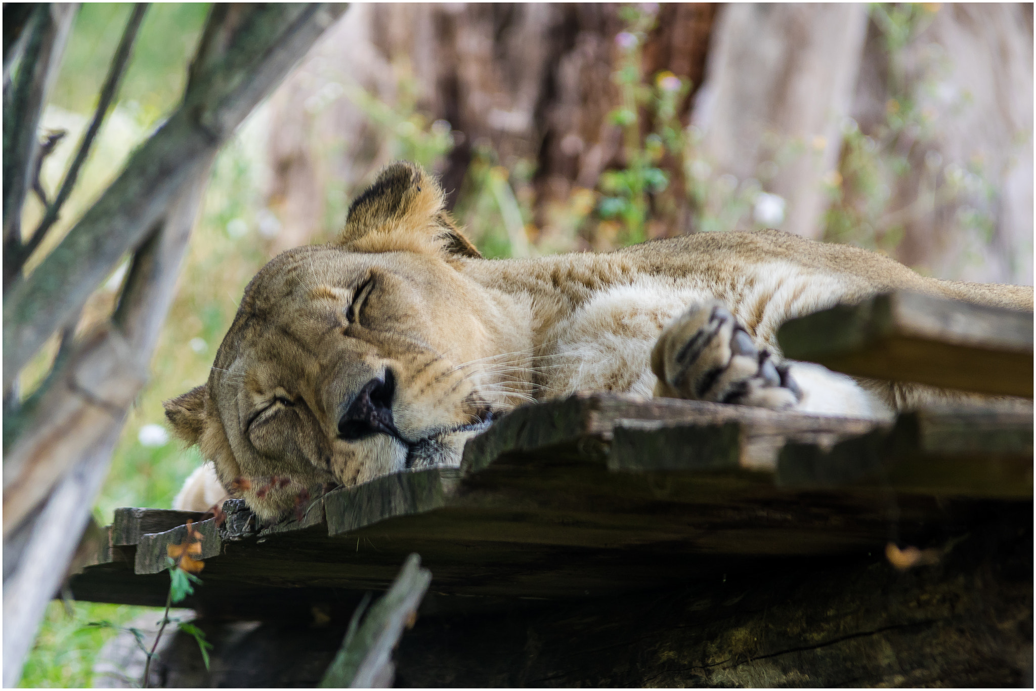 Pentax K-3 sample photo. The lion sleeps photography