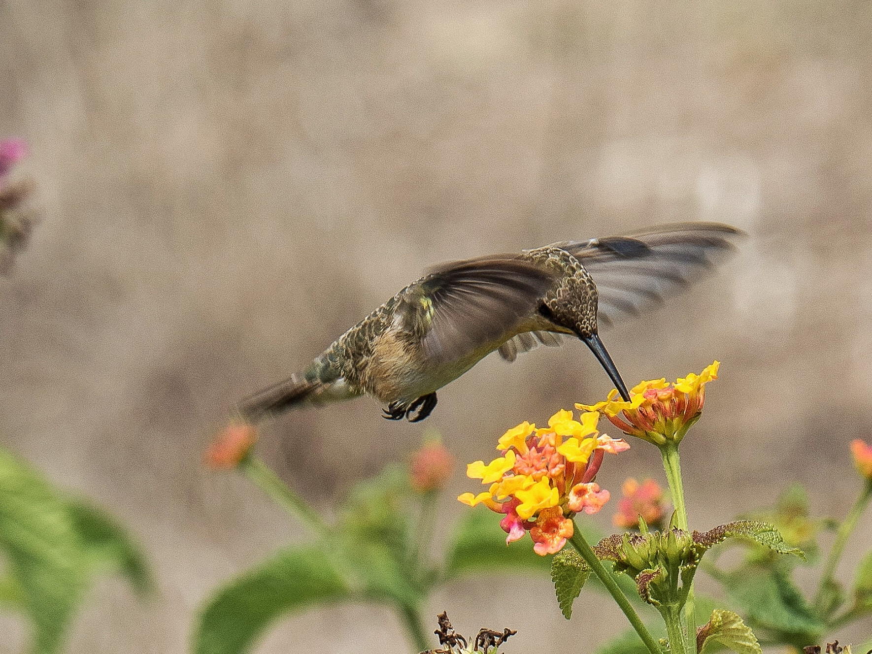 OLYMPUS M.14-150mm F4.0-5.6 II sample photo. The dance of cora hummingbird photography