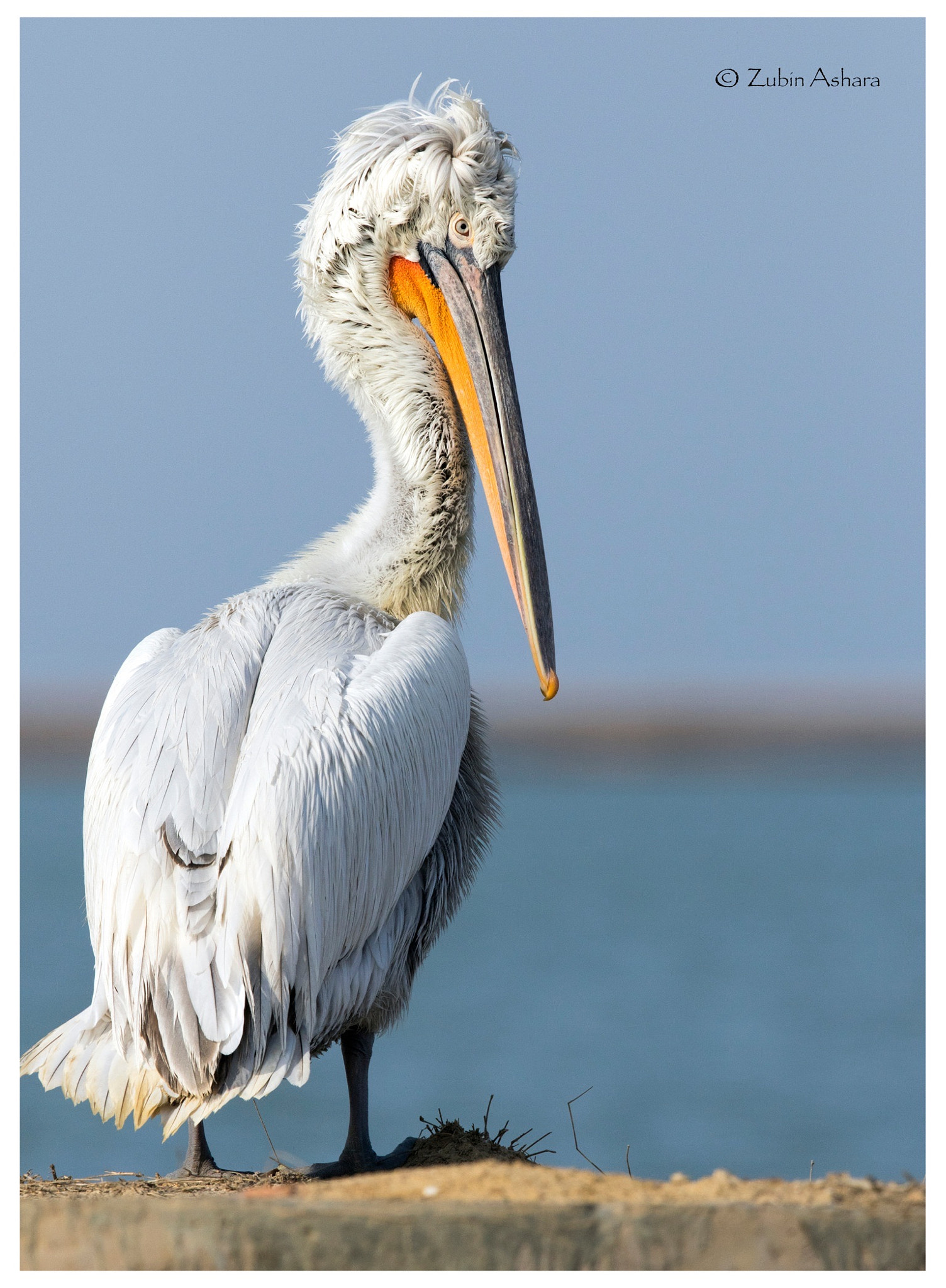 Canon EF 600mm F4L IS II USM sample photo. Dalmatian pelican photography