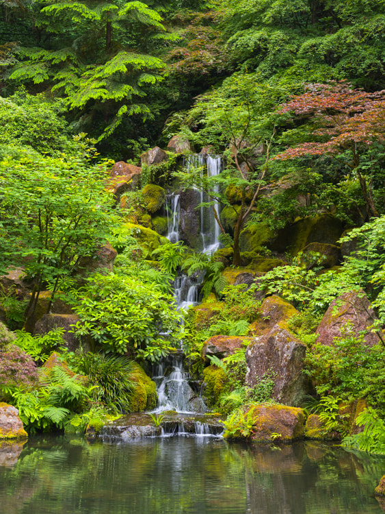 smc PENTAX-FA 645 75mm F2.8 sample photo. Garden of asia photography