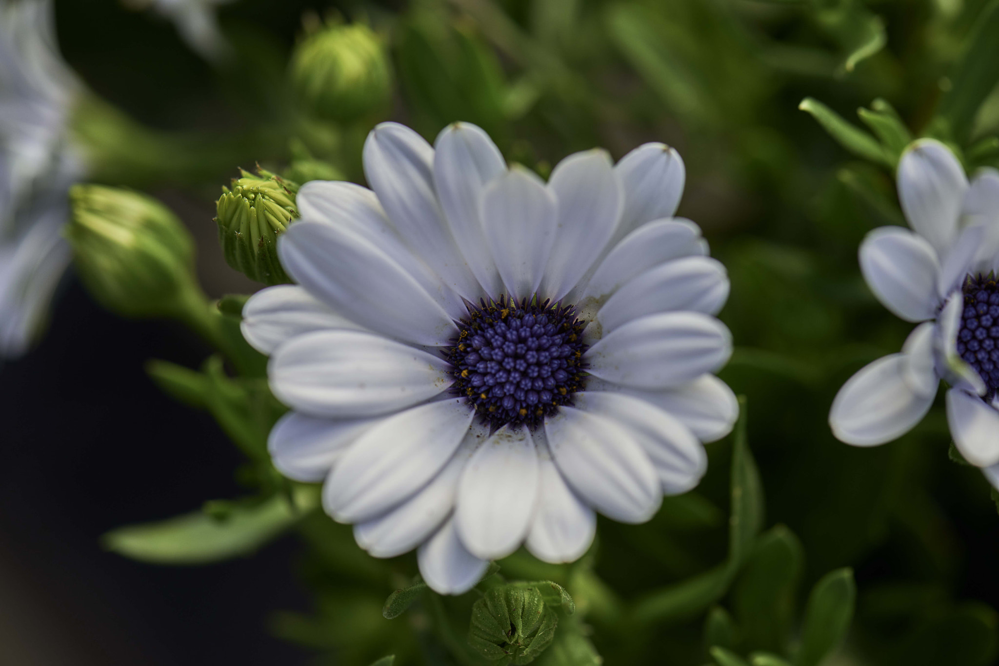 Nikon D800 + Nikon AF-S Micro-Nikkor 105mm F2.8G IF-ED VR sample photo. Unique daisy photography