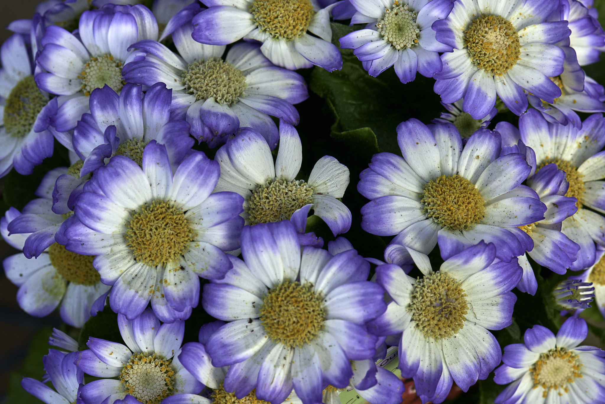 Nikon D800 sample photo. Carpet of flowers photography