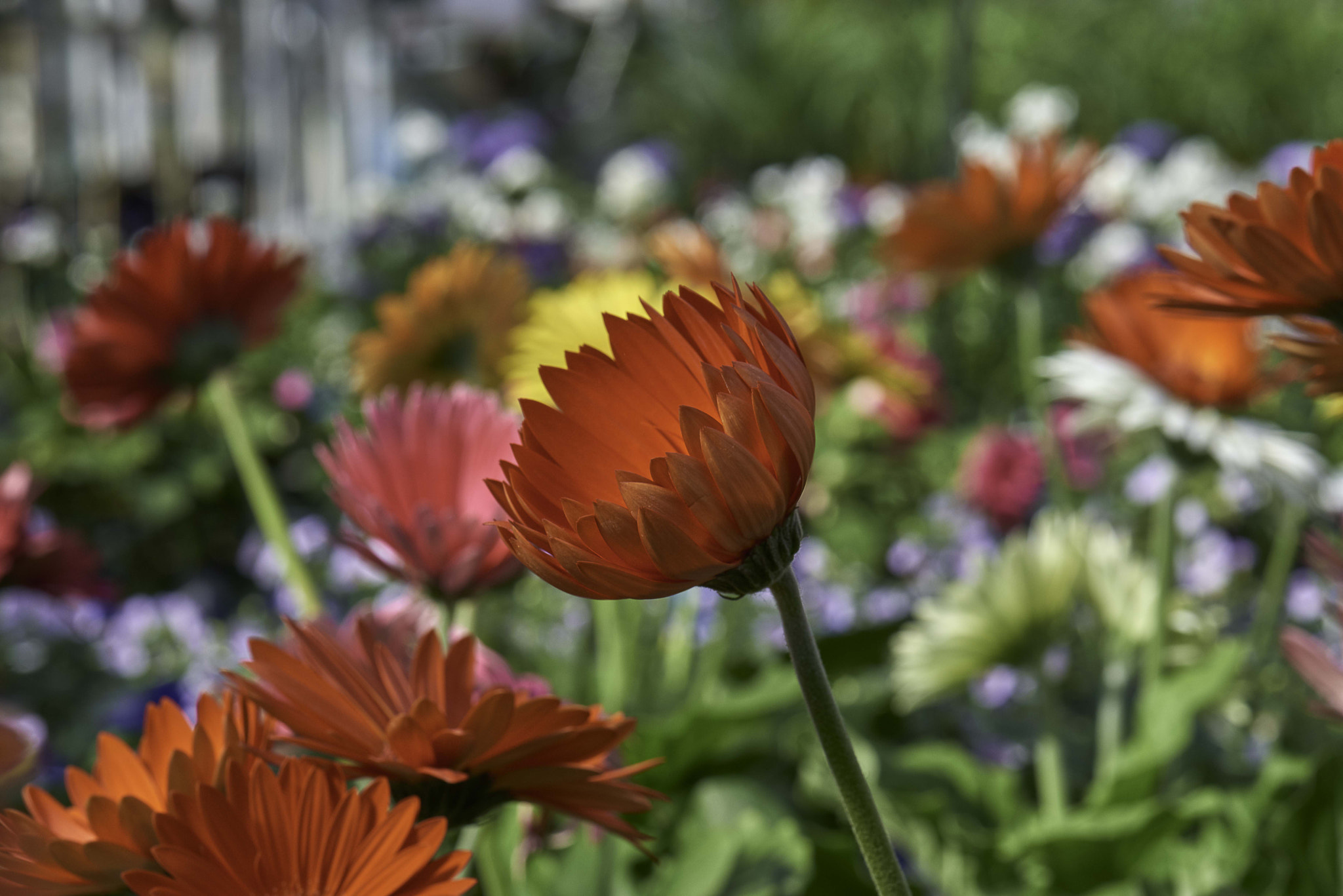 Nikon D800 sample photo. Glowing red flower photography