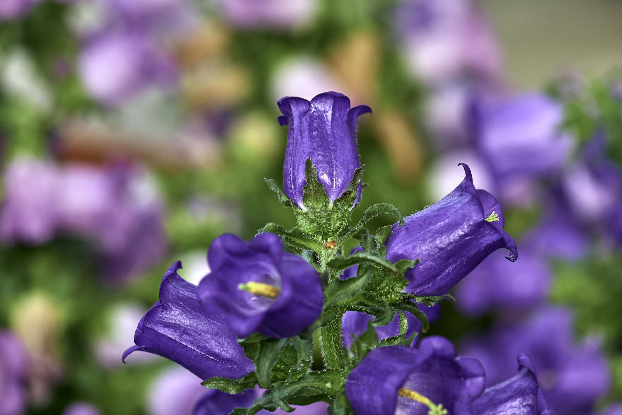 Nikon D800 sample photo. Purple bluebells photography