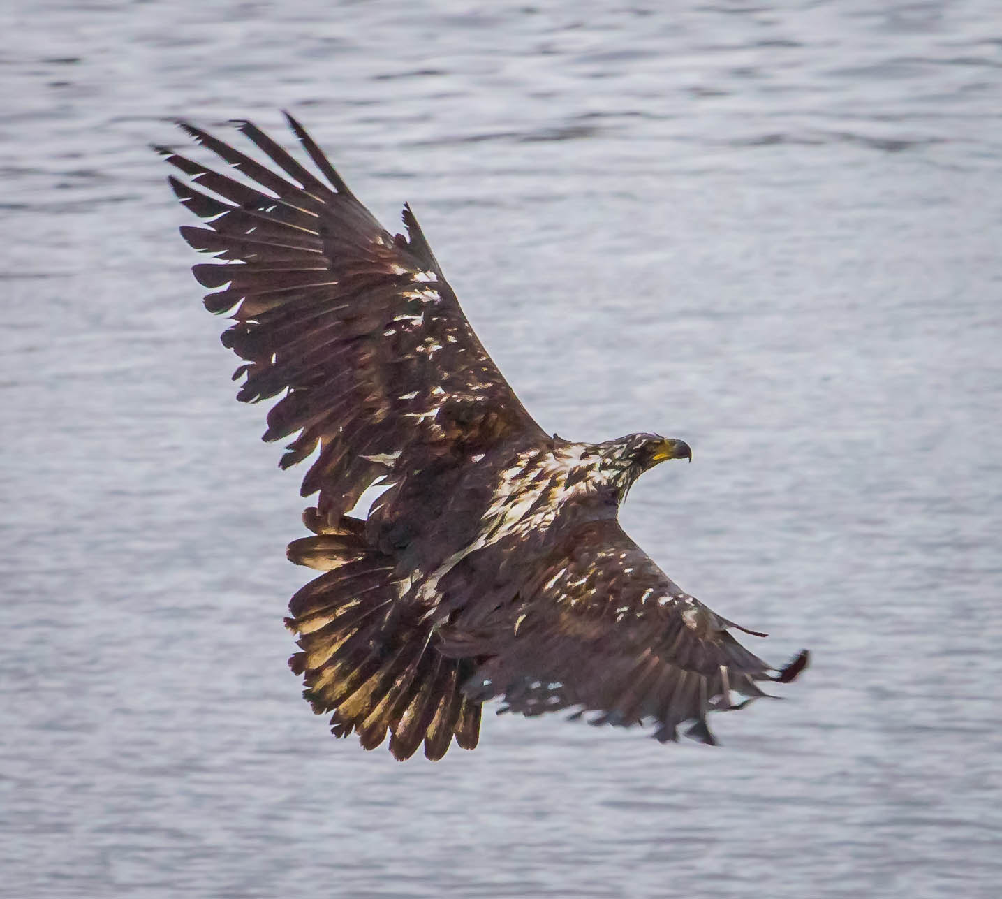 Canon EF 100-400mm F4.5-5.6L IS USM sample photo. Young eagle in flight photography