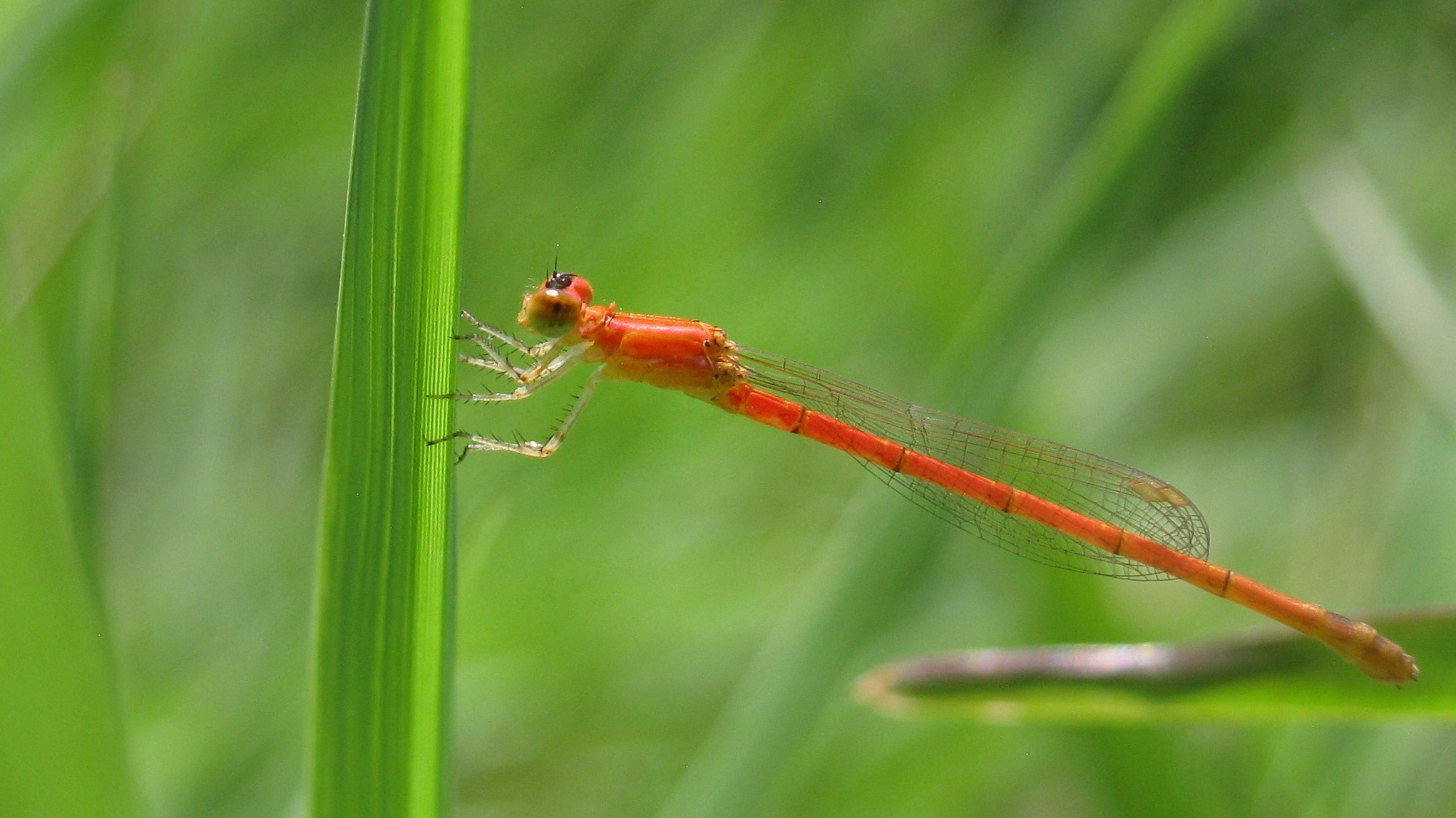 Canon PowerShot A495 sample photo. Dragon in orange.. photography