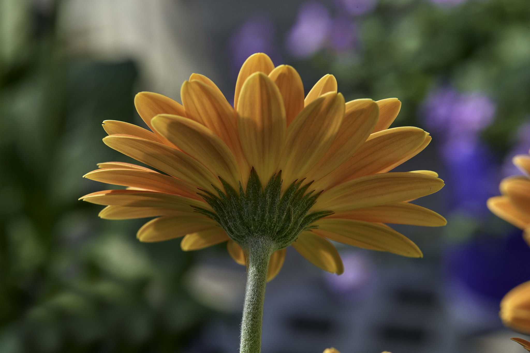 Nikon D800 sample photo. Beautiful daisy photography