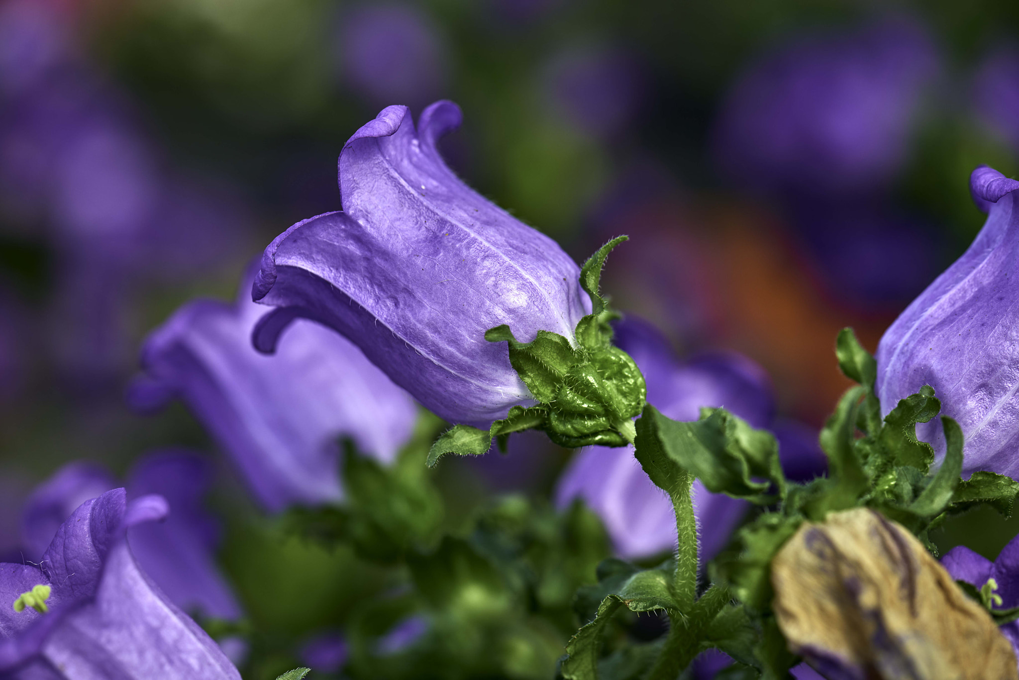 Nikon D800 sample photo. The color purple......bluebells photography