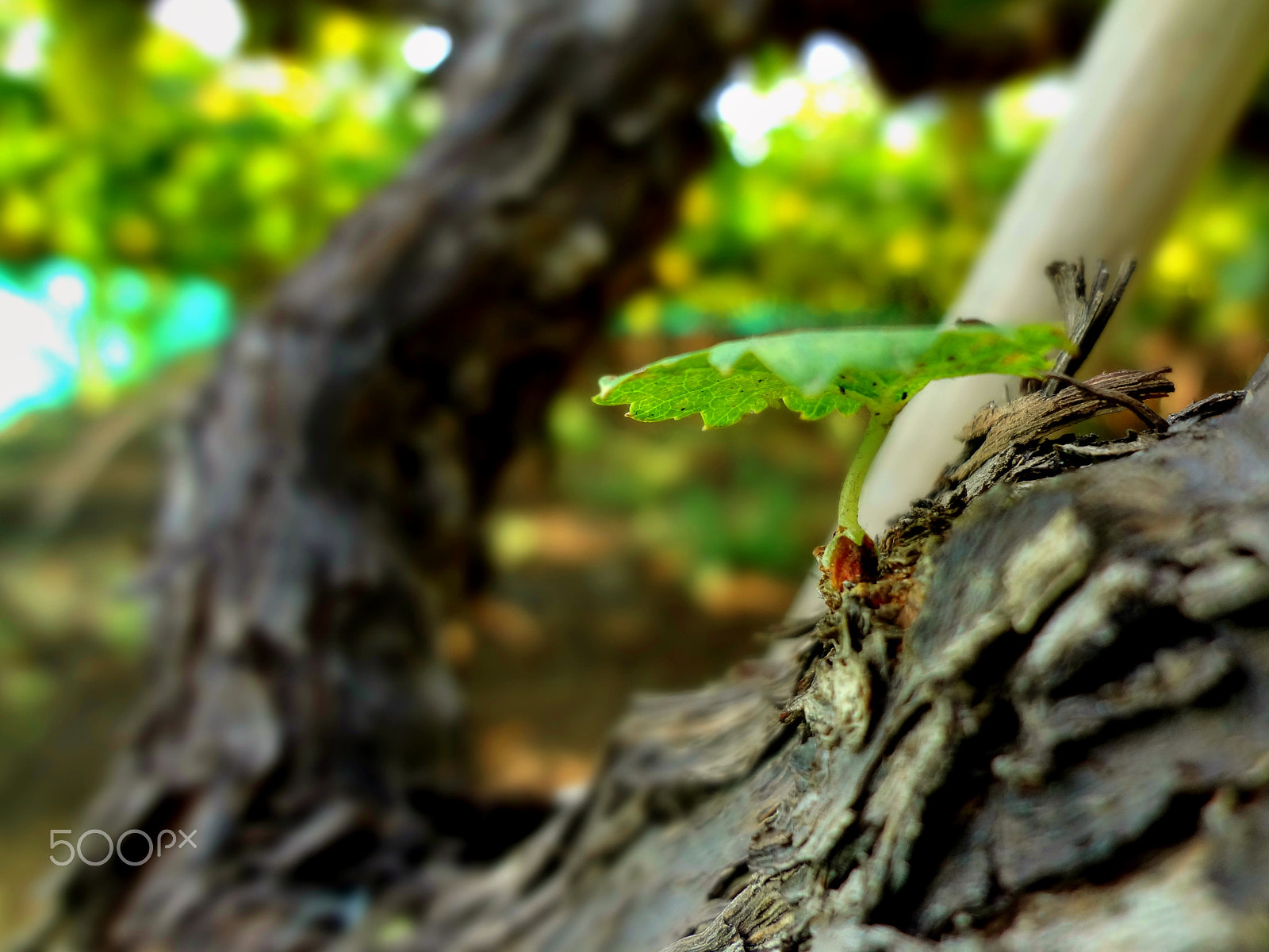 Sony DSC-WX7 sample photo. Grapes photography