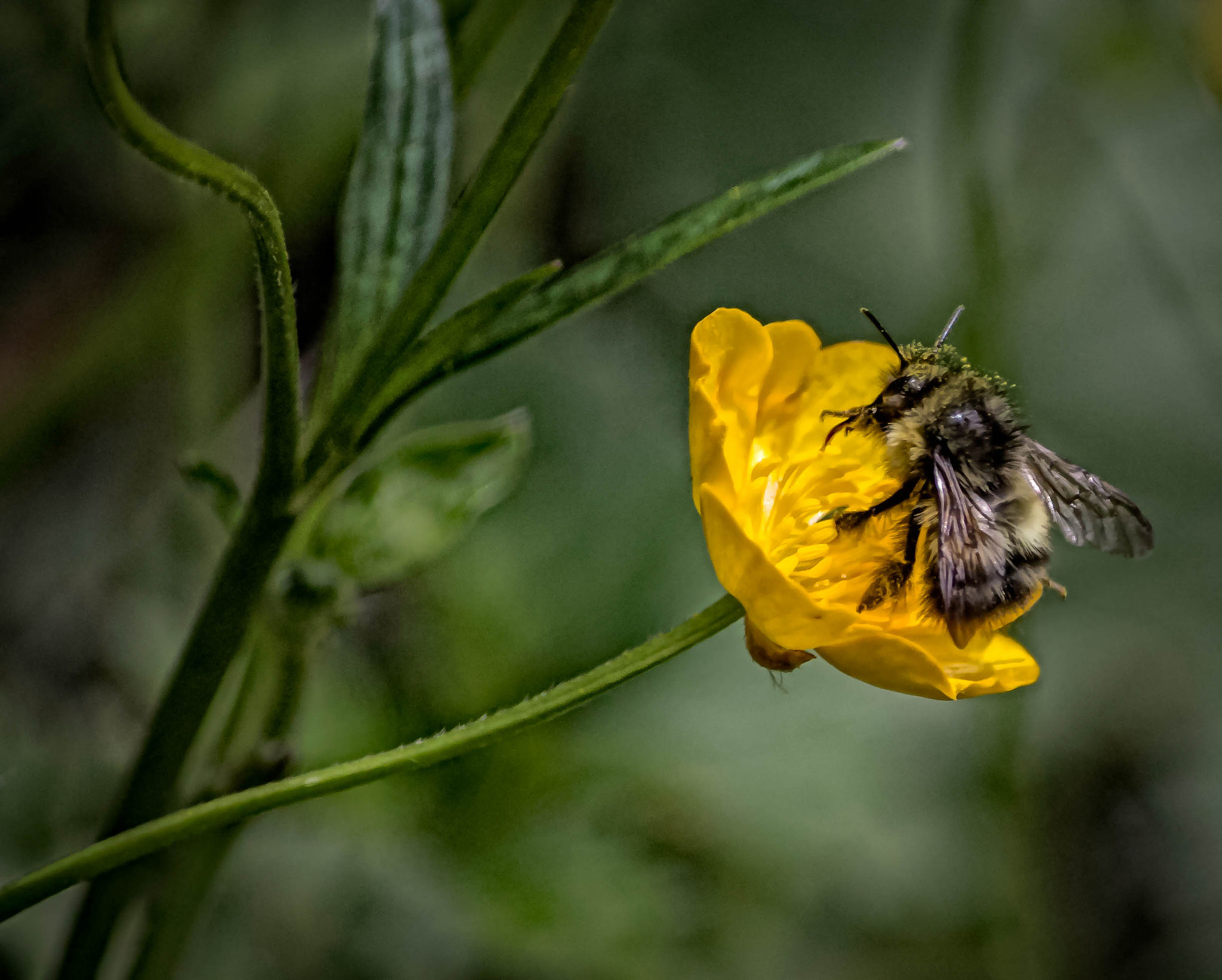 Canon EOS 1100D (EOS Rebel T3 / EOS Kiss X50) sample photo. The bees *1 photography