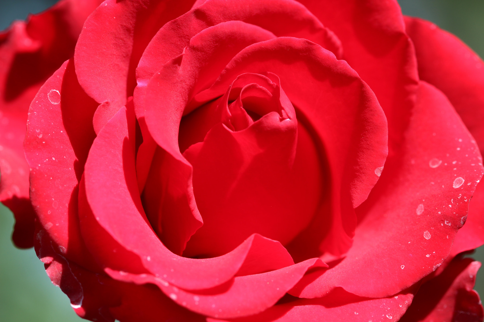Canon EF 100mm F2.8 Macro USM sample photo. Love it first sight photography