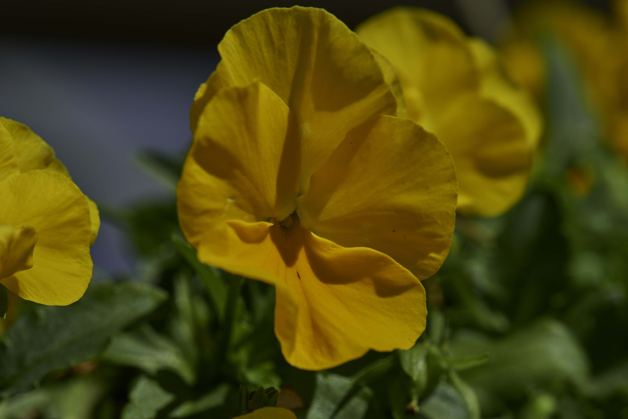 Nikon D800 sample photo. Yellow pansy photography