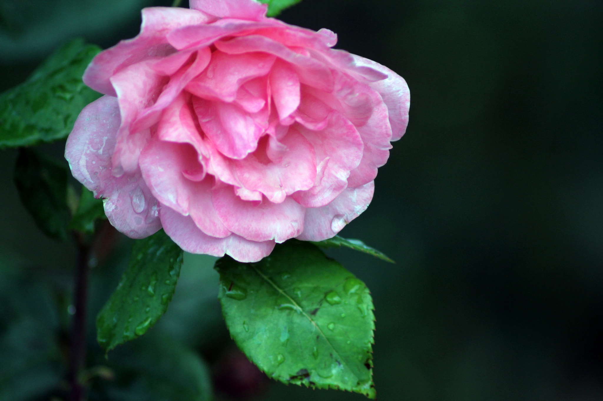 Canon EOS 1100D (EOS Rebel T3 / EOS Kiss X50) sample photo. Heavy weight photography