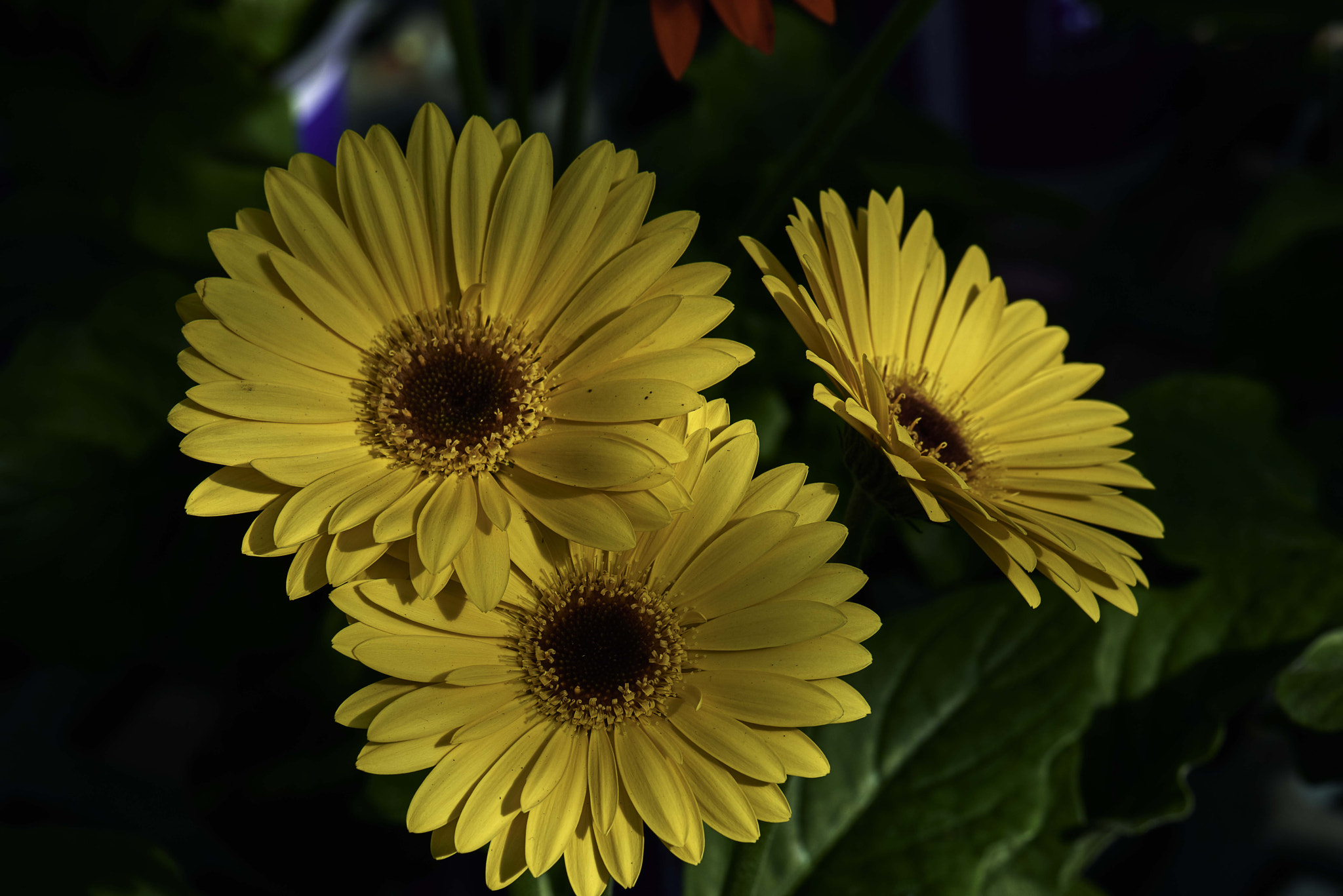 Nikon D800 + Nikon AF-S Micro-Nikkor 105mm F2.8G IF-ED VR sample photo. Three is company......yellow daisies photography