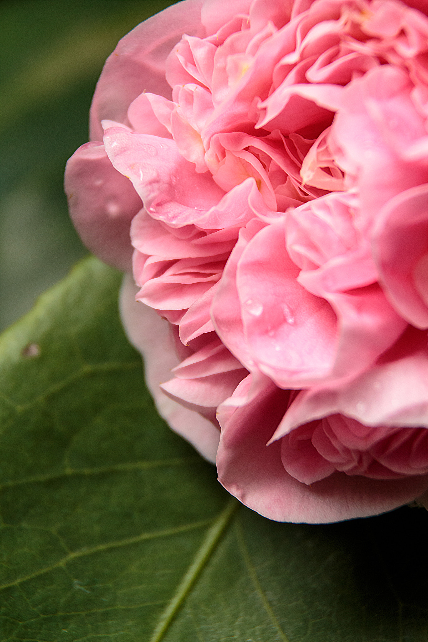 Sigma 18-250mm F3.5-6.3 DC OS HSM sample photo. Pink photography