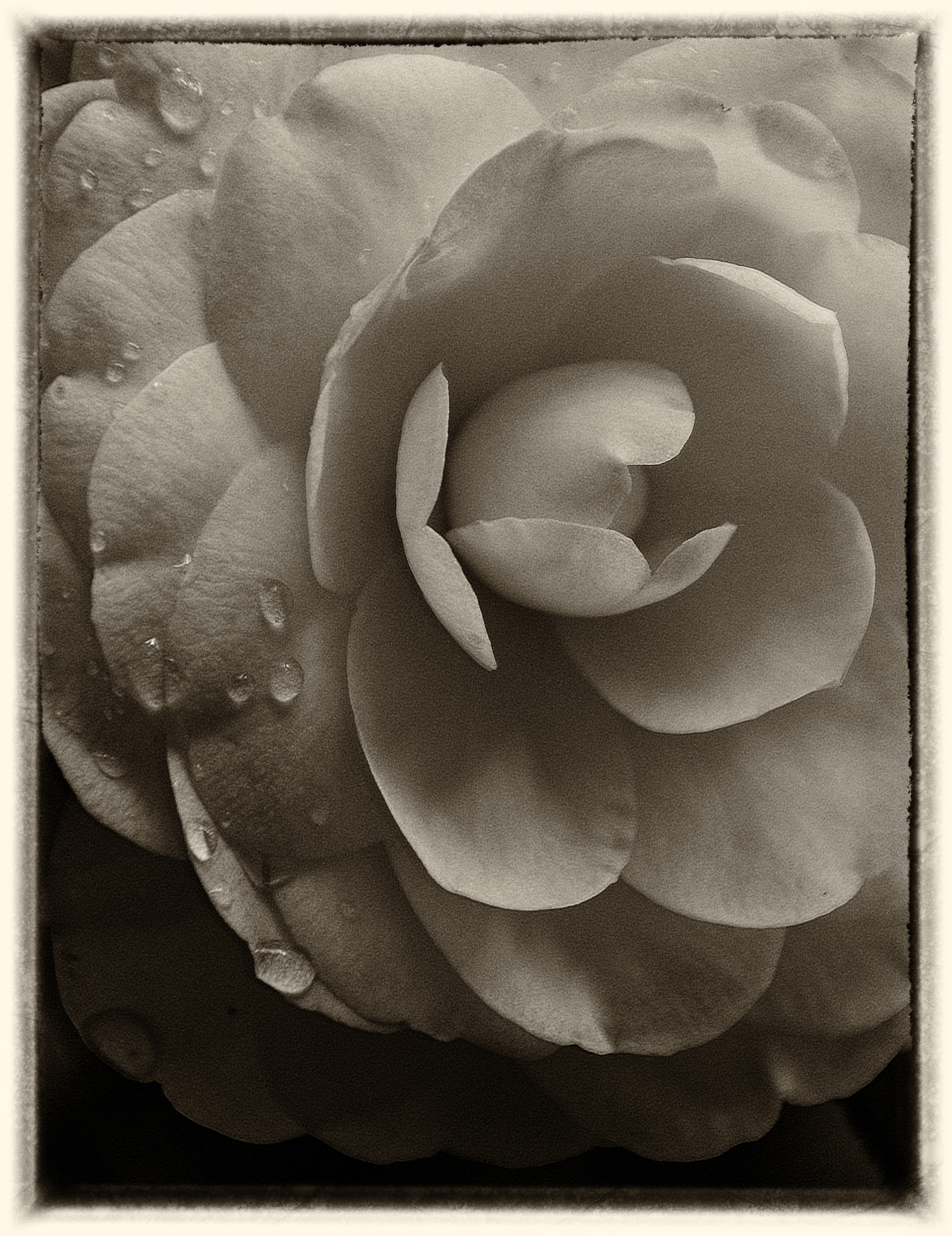 Sigma 18-250mm F3.5-6.3 DC OS HSM sample photo. Flower in gray photography