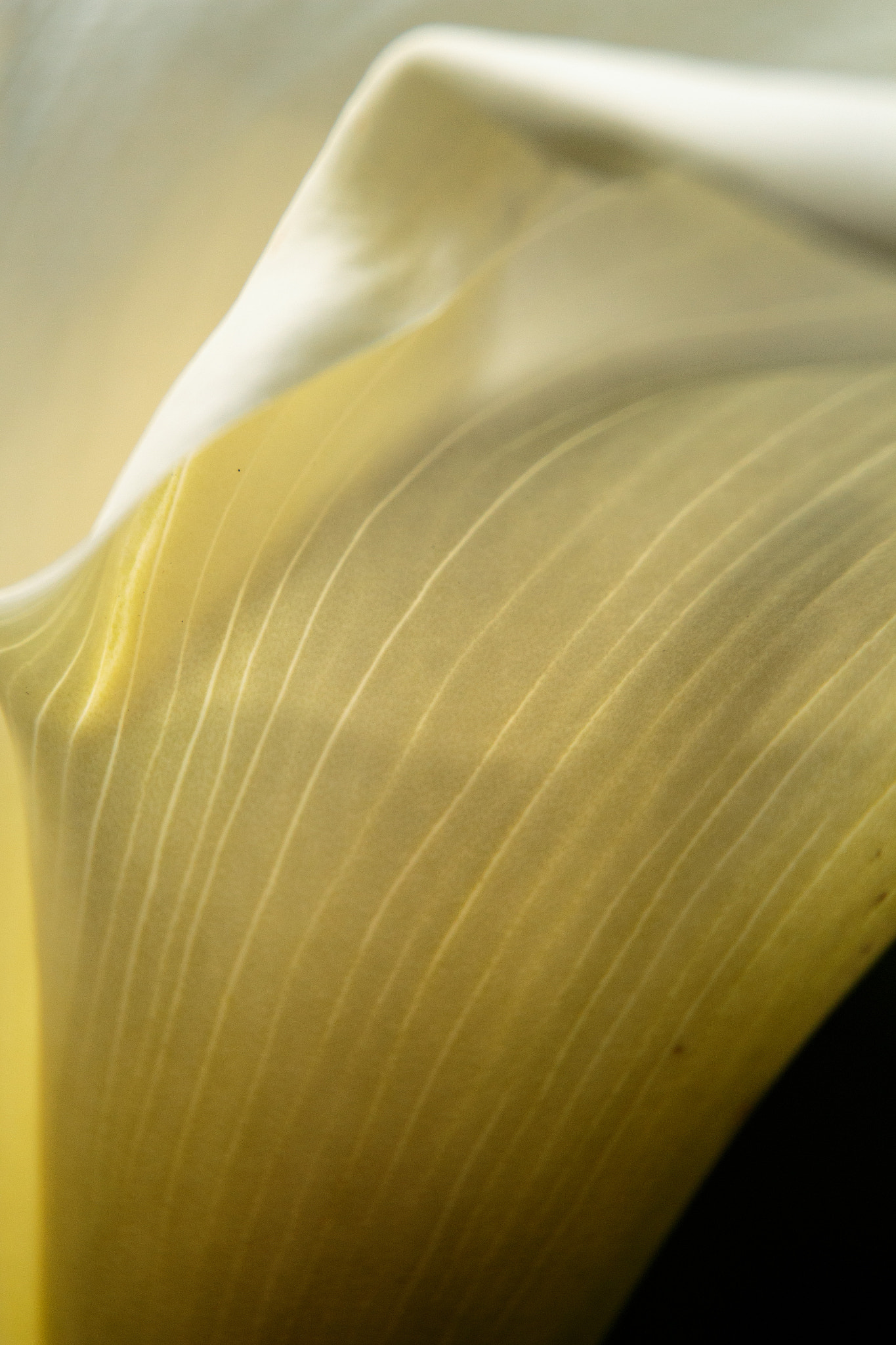 Sigma 18-250mm F3.5-6.3 DC OS HSM sample photo. Calla lily photography