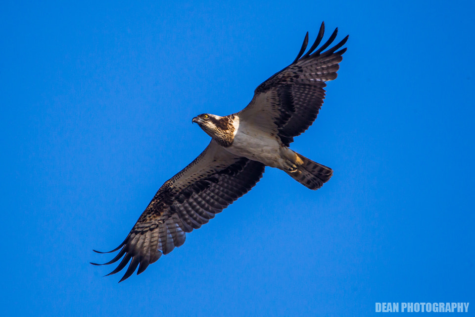 Tamron SP 150-600mm F5-6.3 Di VC USD sample photo. Flying photography