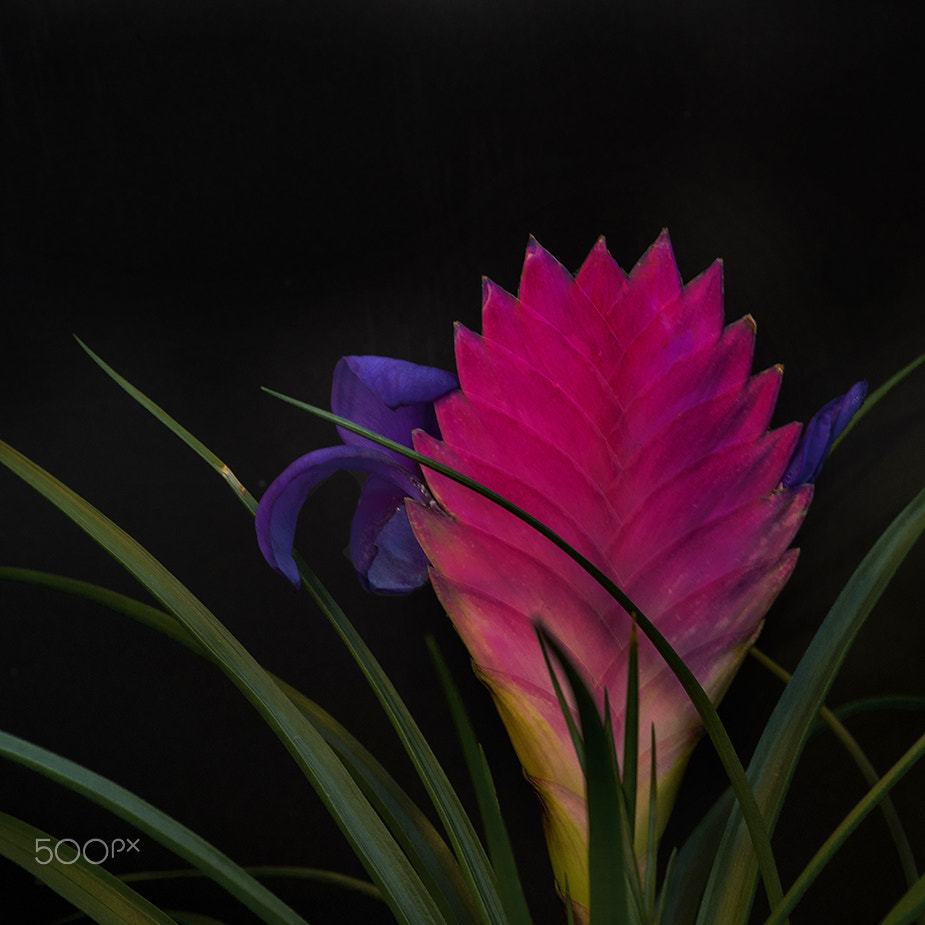 Pentax K-5 + Sigma sample photo. Tillandsia photography