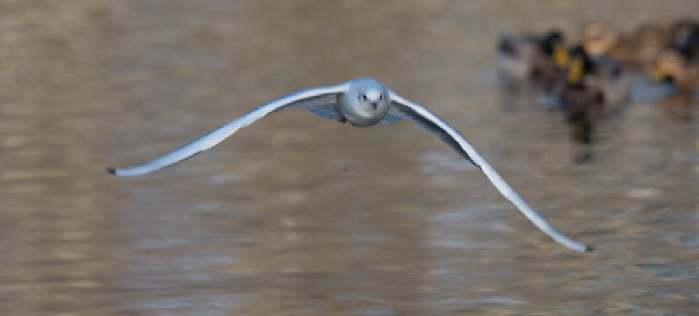 Nikon Nikkor AF-S 300mm F4E PF ED VR sample photo. Mouette rieuse photography