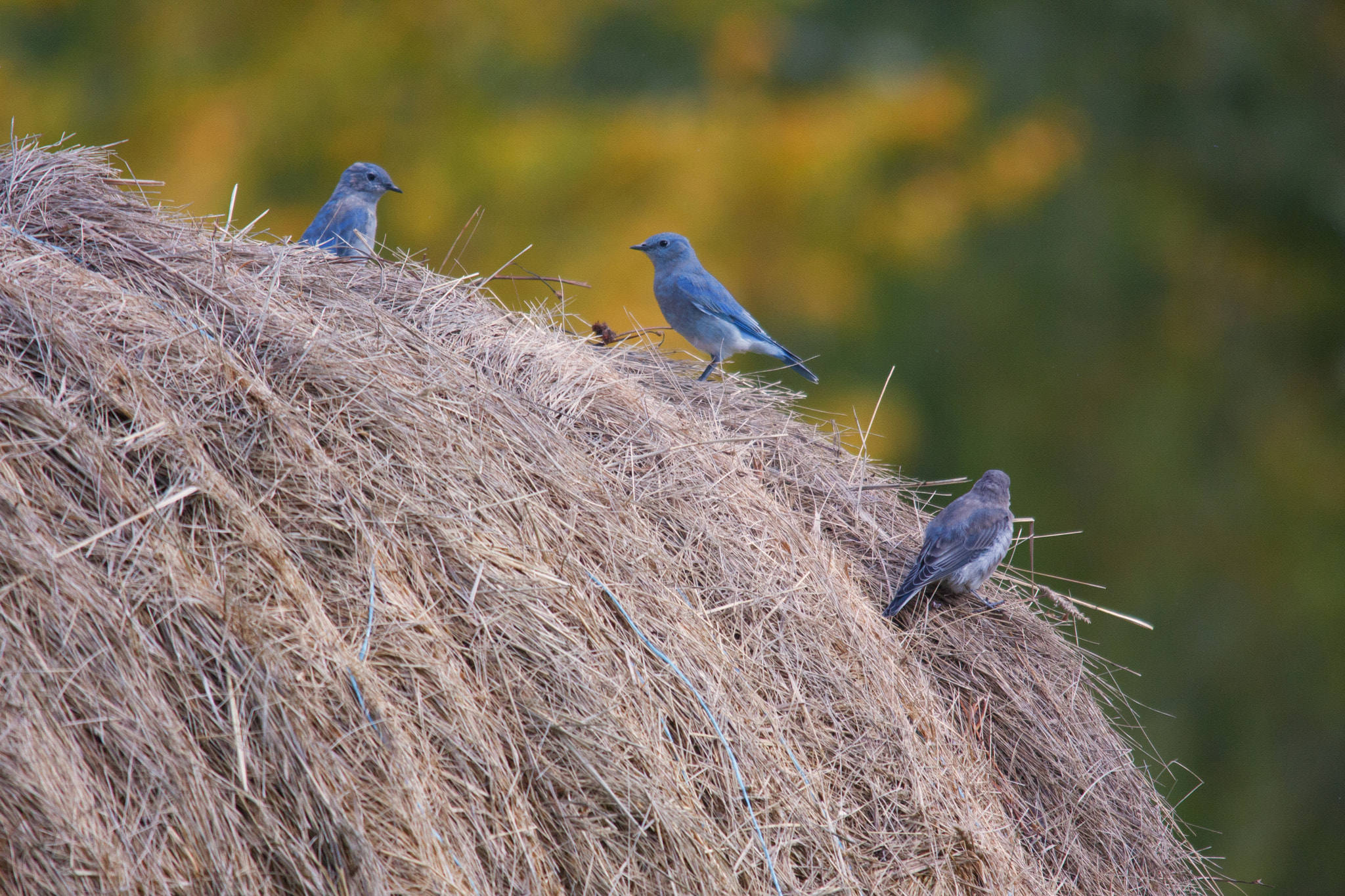 Canon EOS 40D sample photo. Bluebirds photography