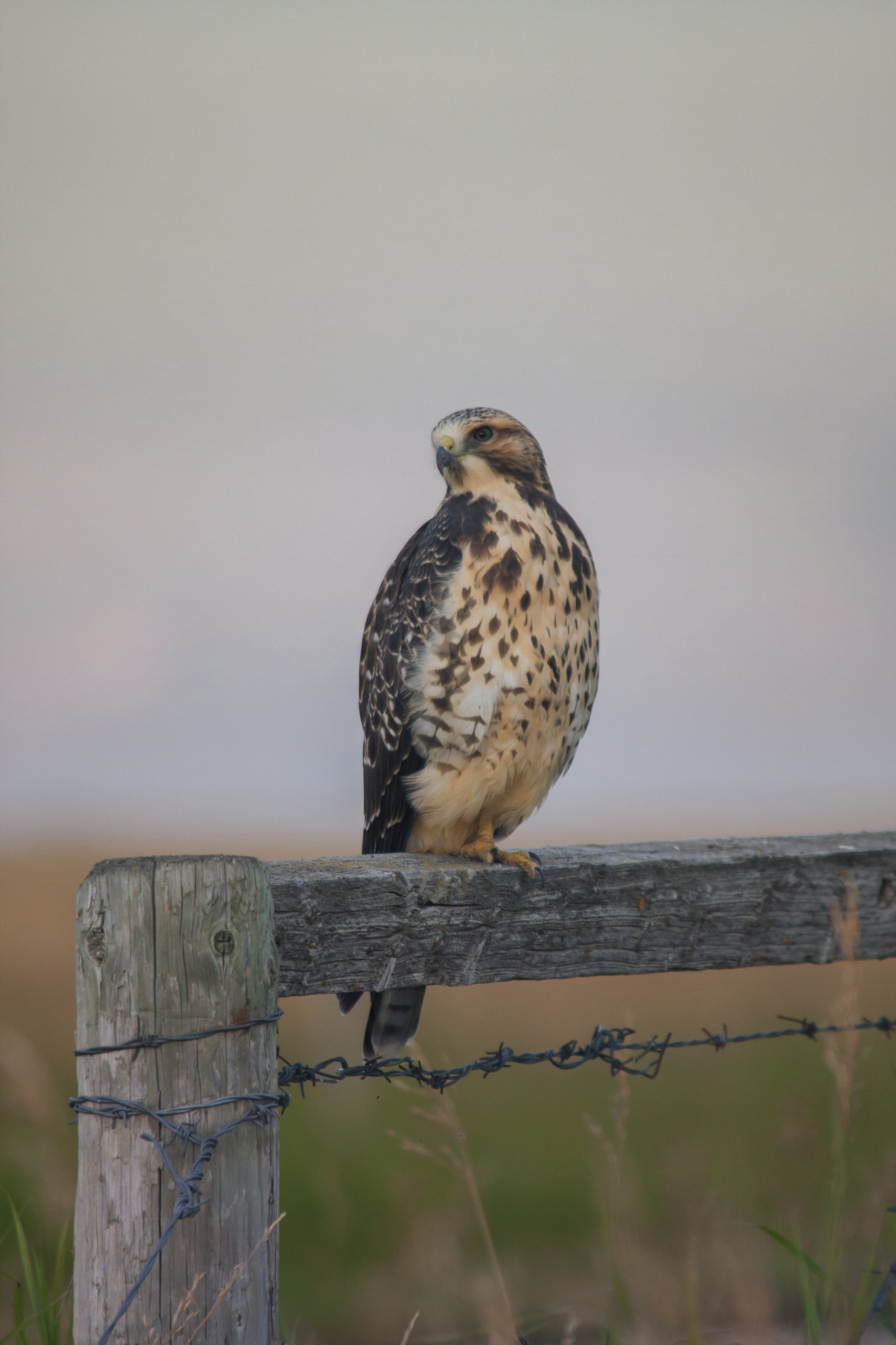 Canon EOS 40D + Sigma 150-500mm F5-6.3 DG OS HSM sample photo. Hawk photography