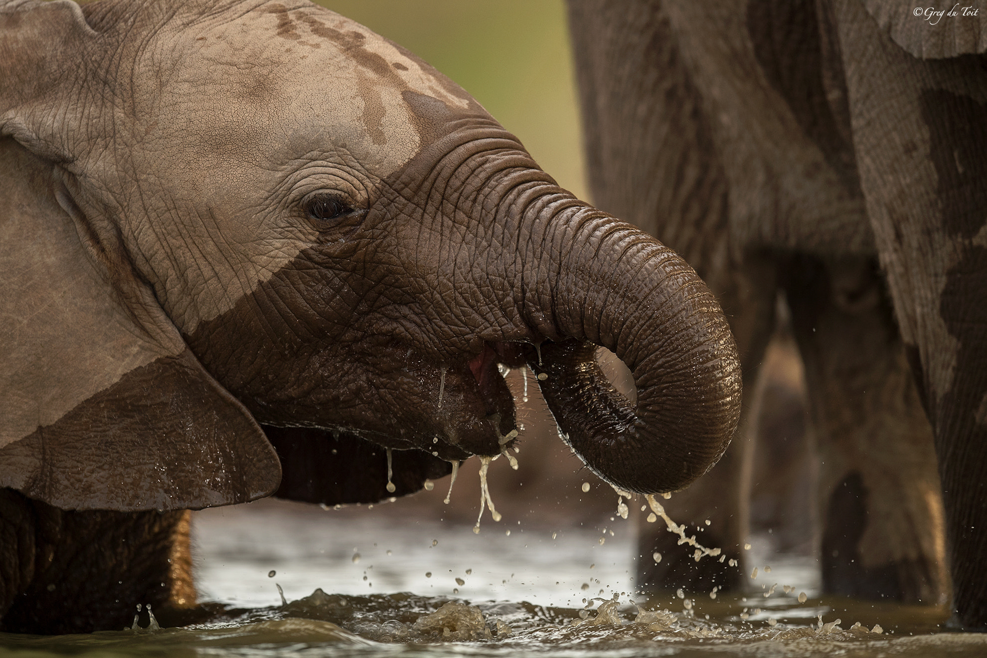 Nikon AF-S Nikkor 500mm F4E FL ED VR sample photo. Elephant bliss photography