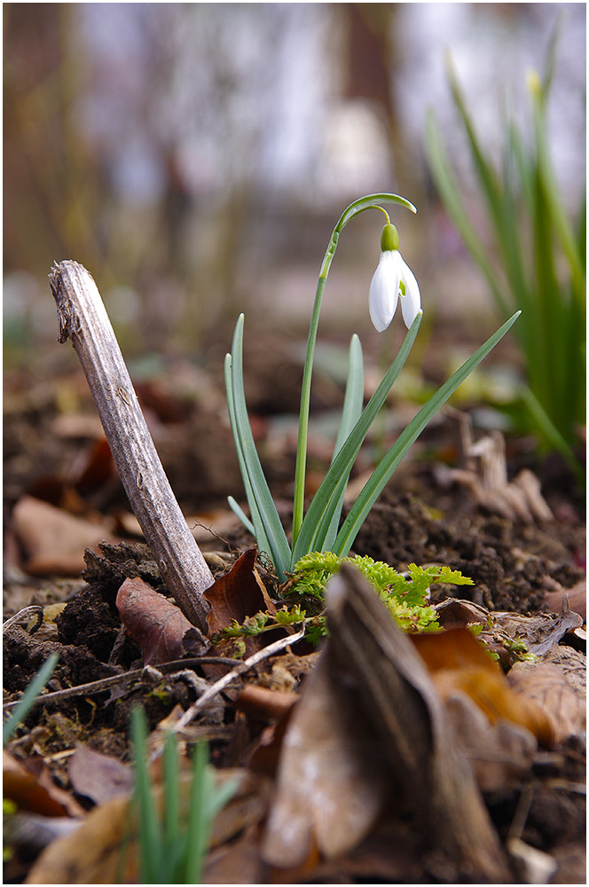 Pentax K-r sample photo. Snowdrop photography