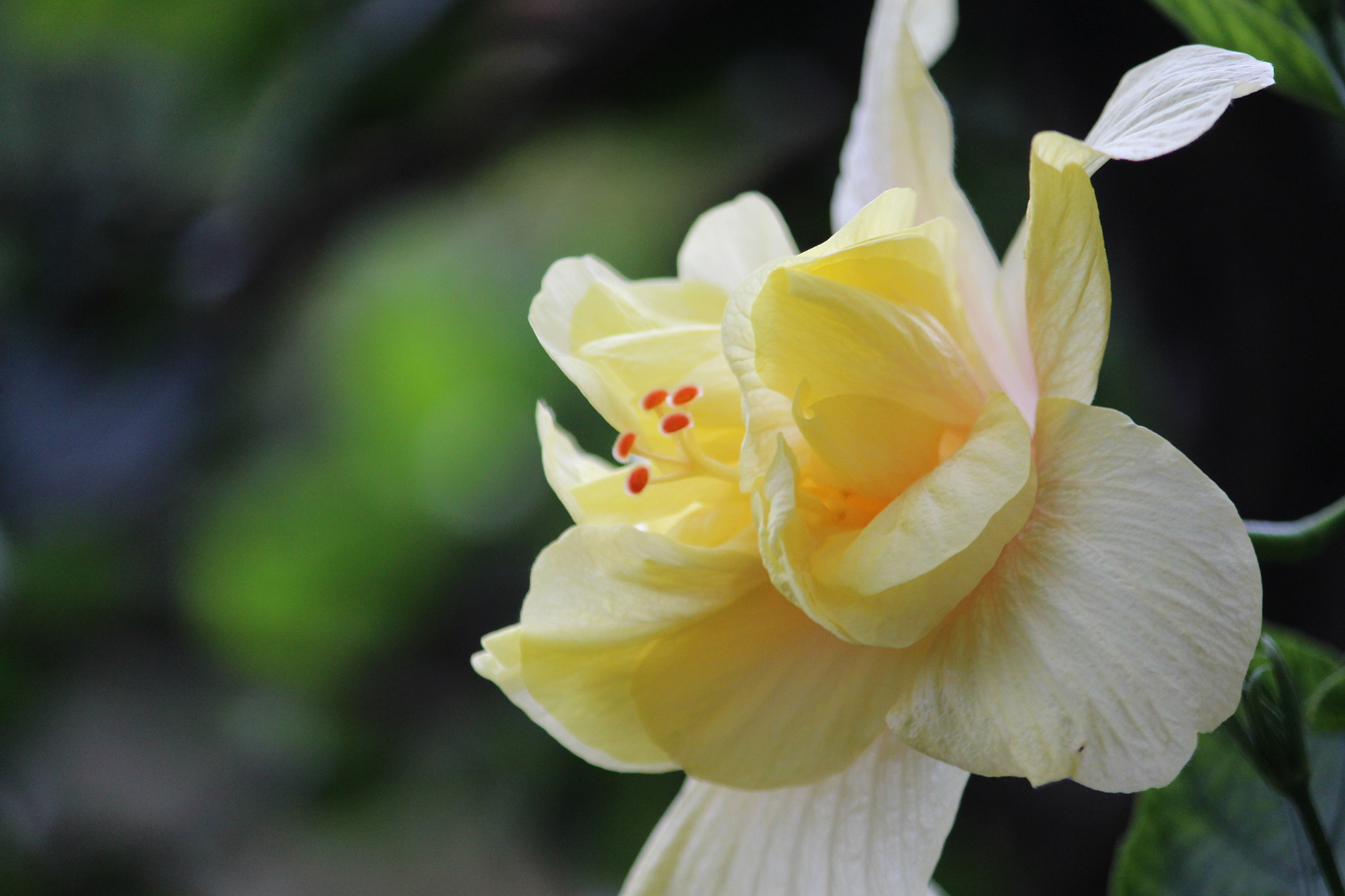 Canon EOS 700D (EOS Rebel T5i / EOS Kiss X7i) + Canon EF 22-55mm f/4-5.6 USM sample photo. Indian yellow hibiscus photography