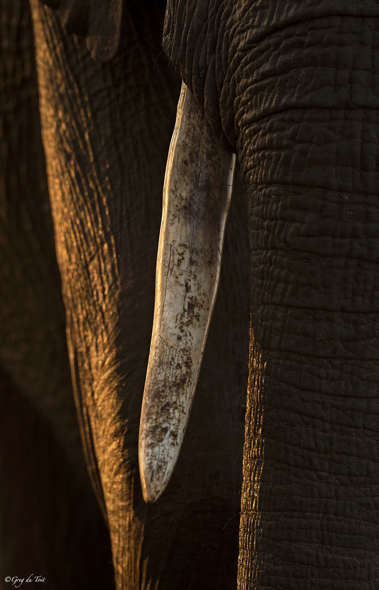 Nikon AF-S Nikkor 500mm F4E FL ED VR sample photo. Tusk photography